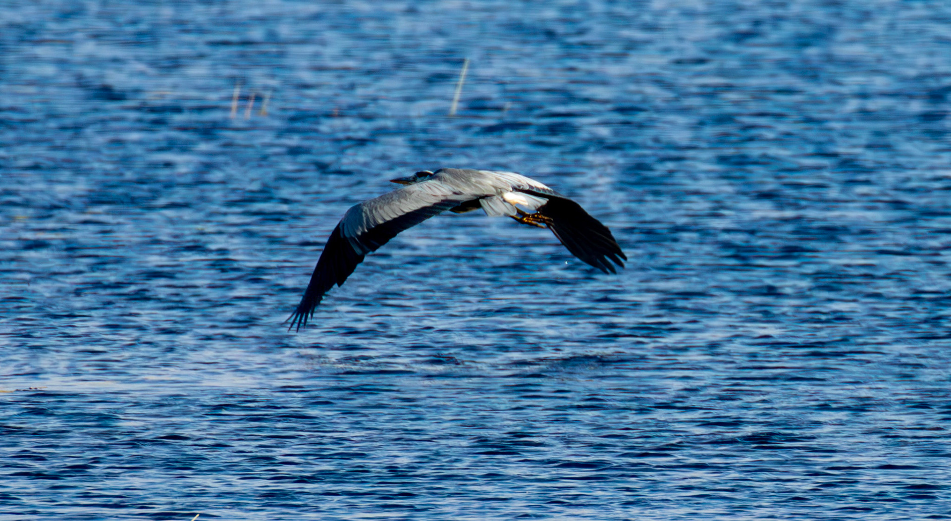 Grey Heron - Harperrig Reservoir 17 September 2024