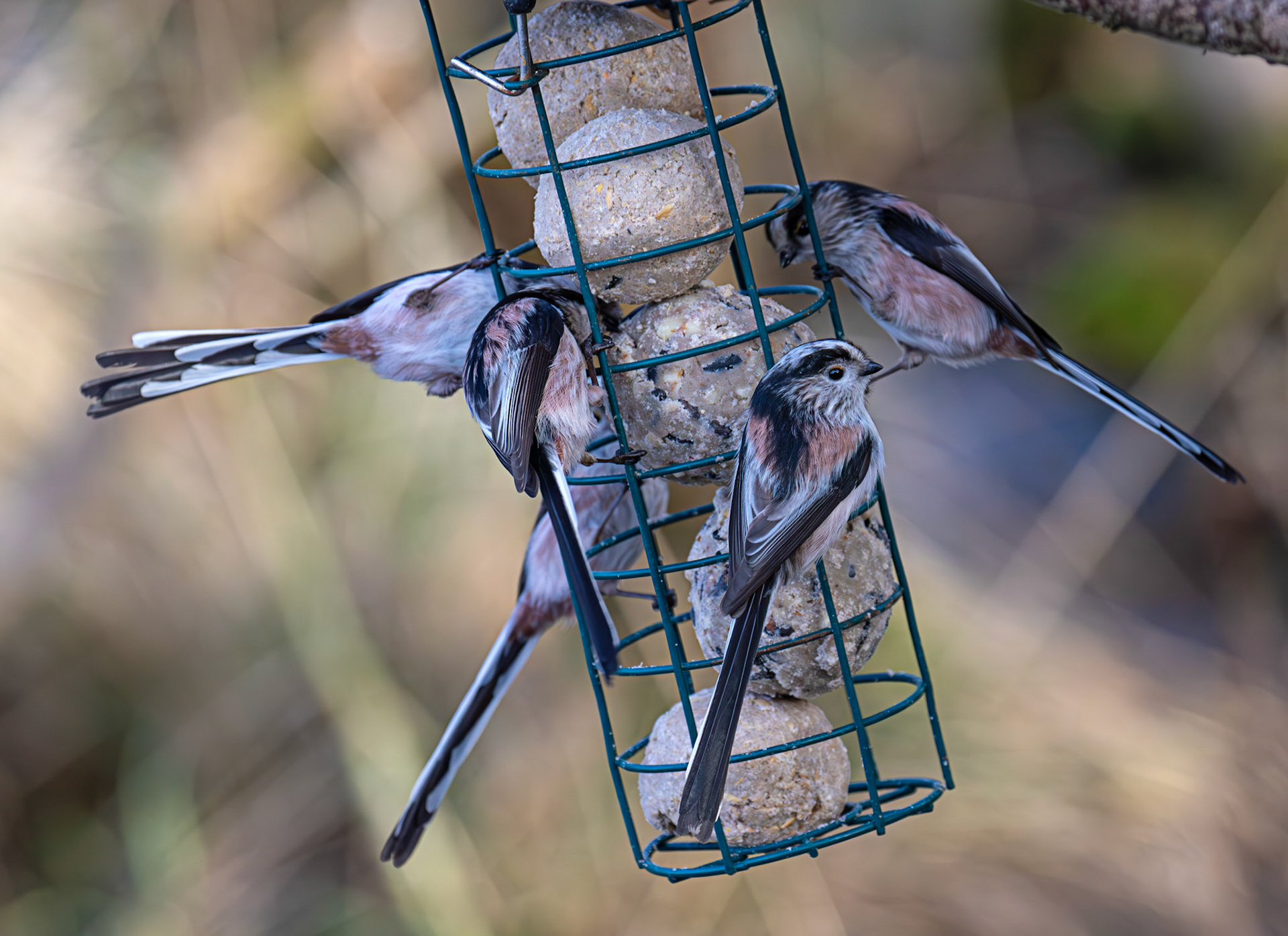 Long Tailed Tit - Bavelaw Marsh 16 January 2026