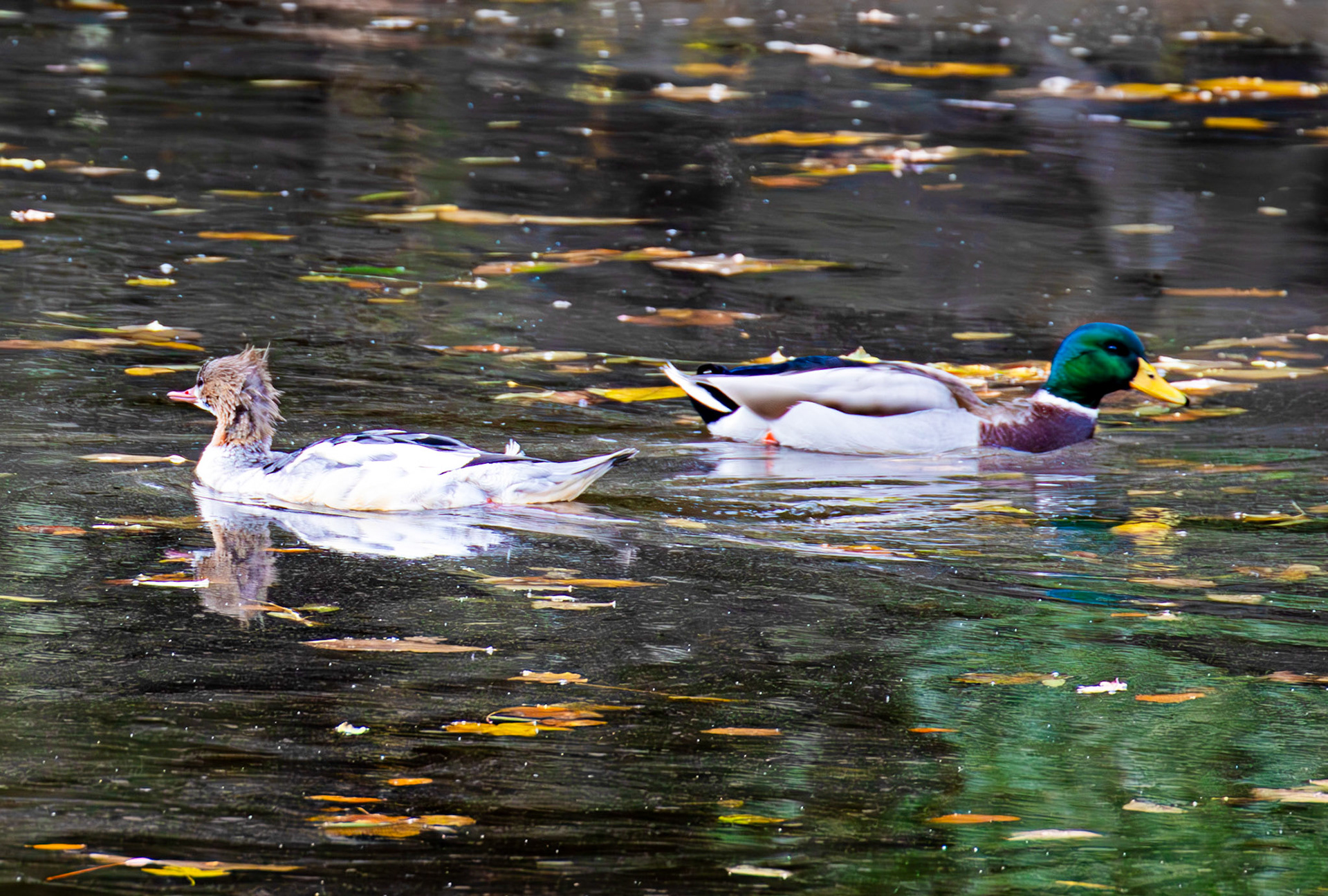 Red Breasted Merganser (probably) and a Mallard. Birthwatching at Cramond 18 October 2024