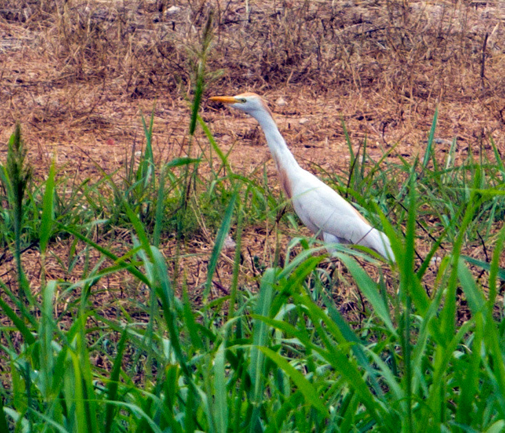 Parc Natural de s'Albufera de MallorcaPlease see my other Photographs at: www.jamespdeans.co.uk