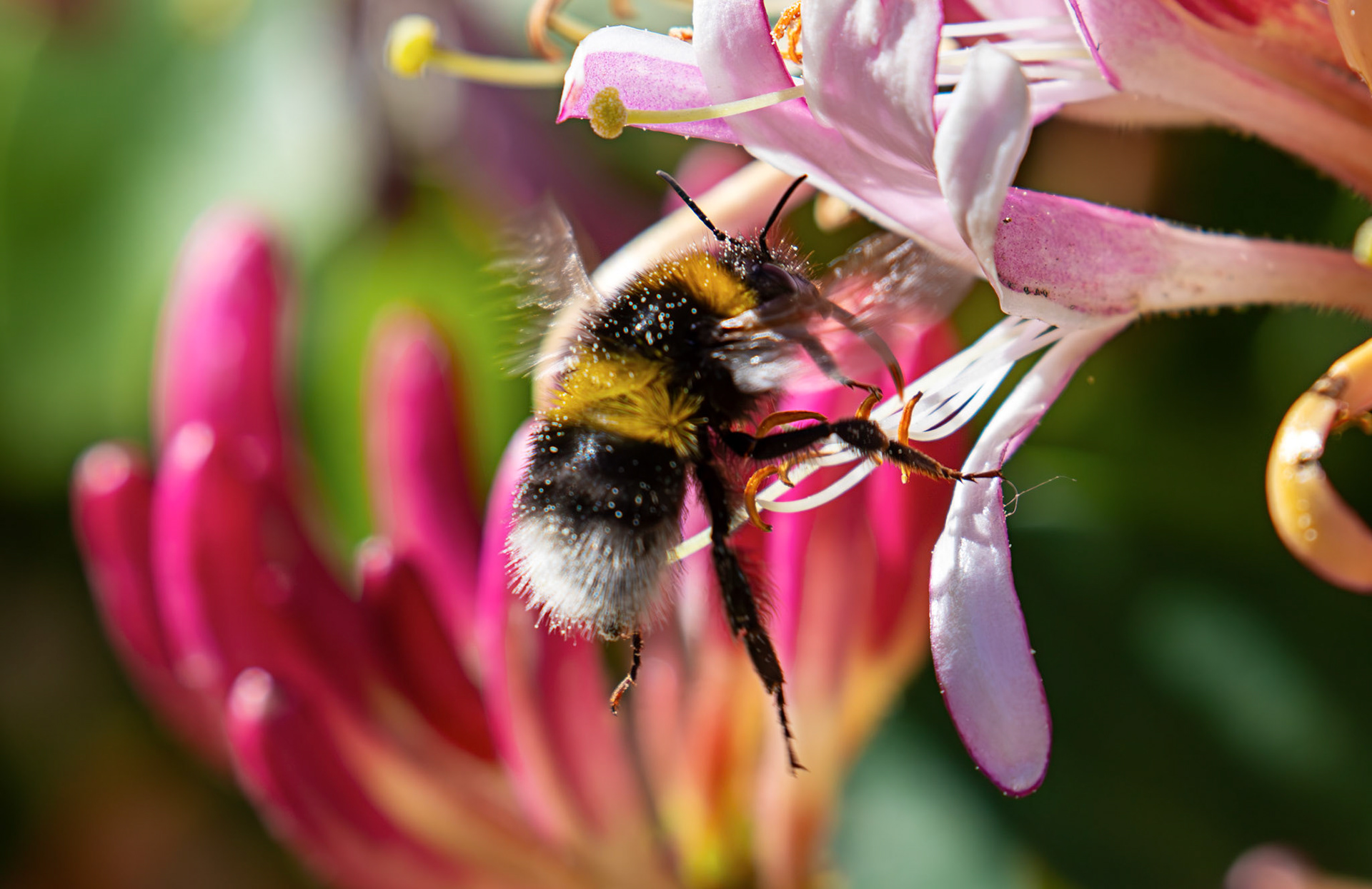 Bombus hortorum (garden bumblebee) Livingston 21 June 2026