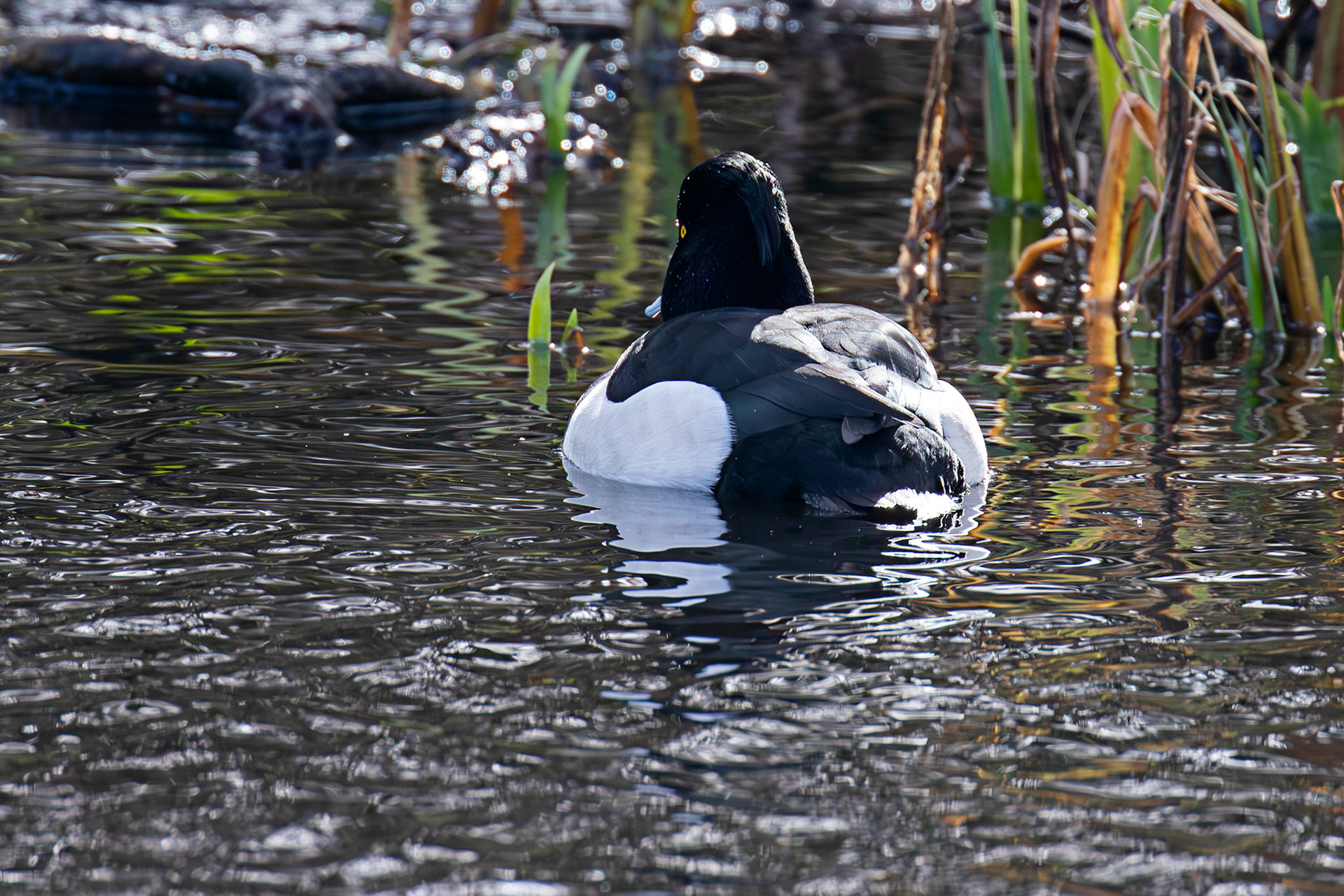 Tufted Duck, Maxwell Park, Glasgow - 24 Feb 2025