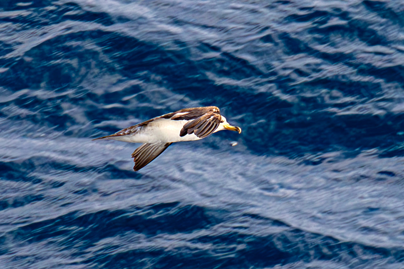 Scopoli's Shearwater - Sail from Rome 02 Sept 2025