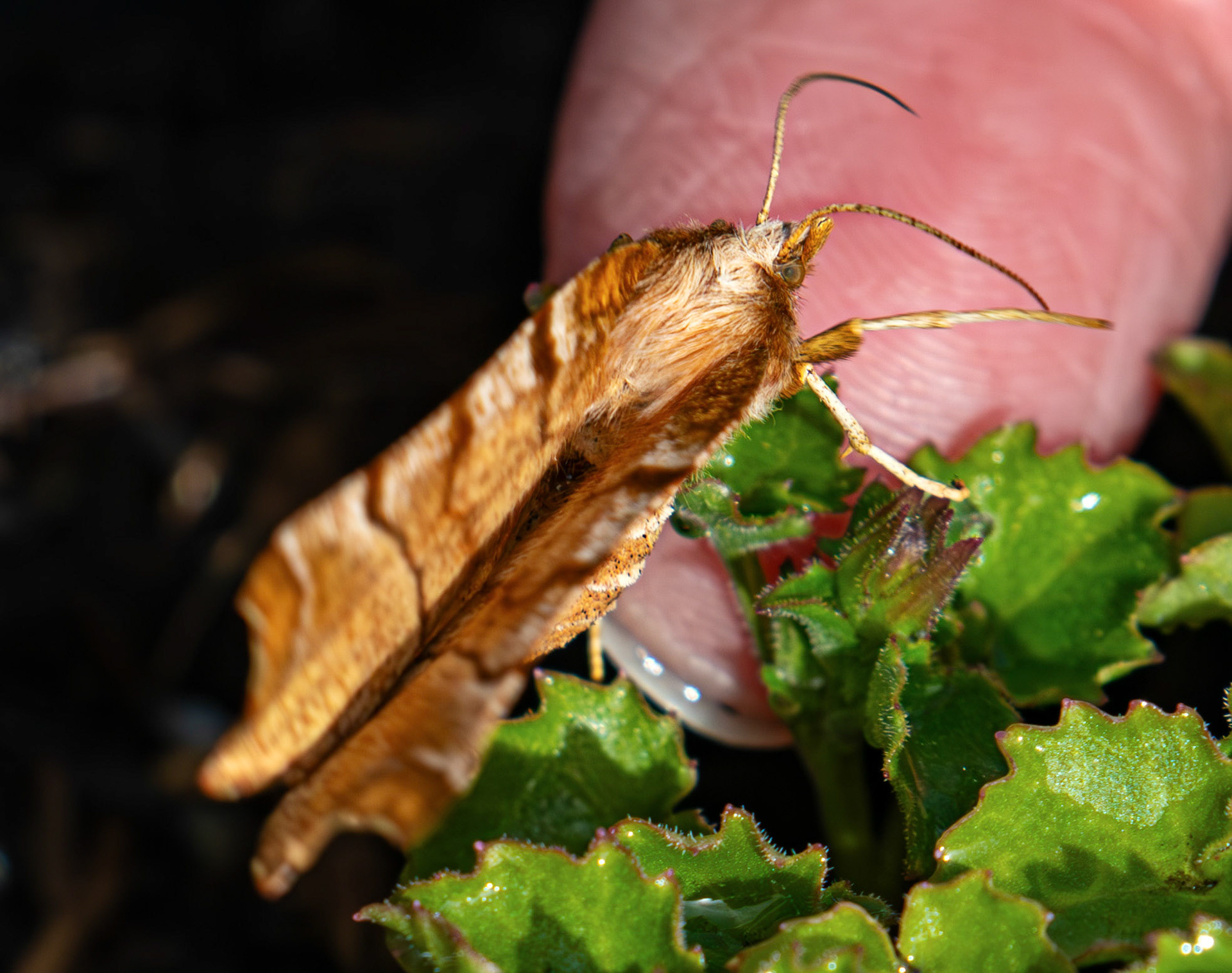 Early Thorn (Selenia dentaria) - Moth in Livingston, West Lothian 08 May 2026