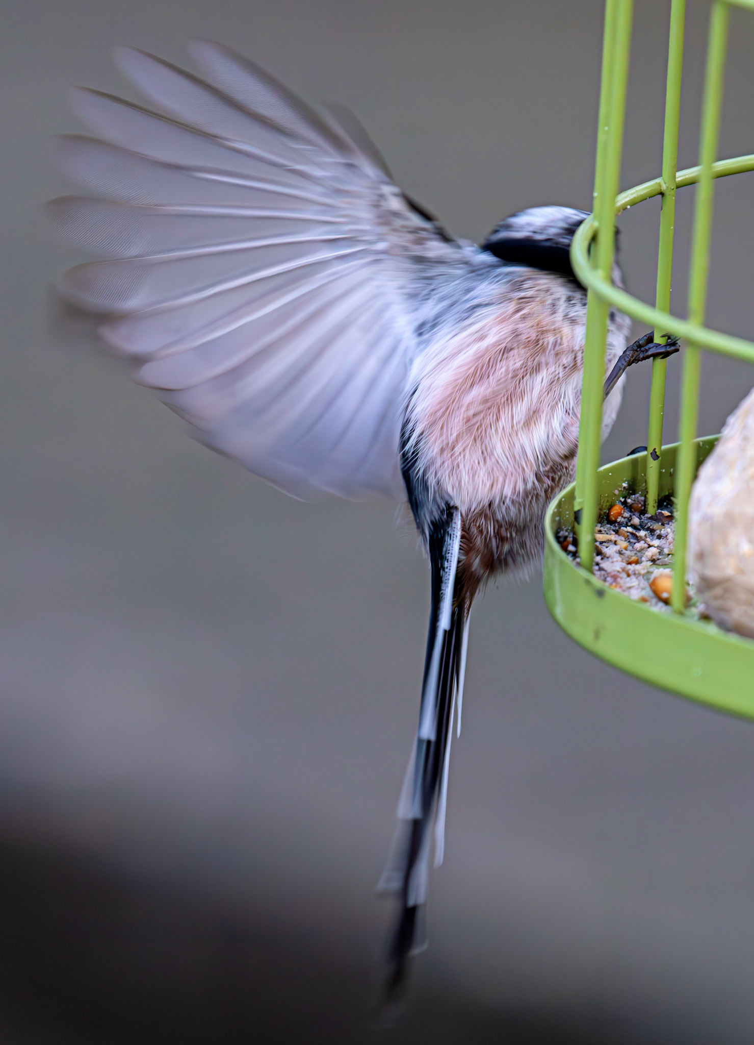 Long Tailed Tit - Bavelaw Marsh 16 January 2026