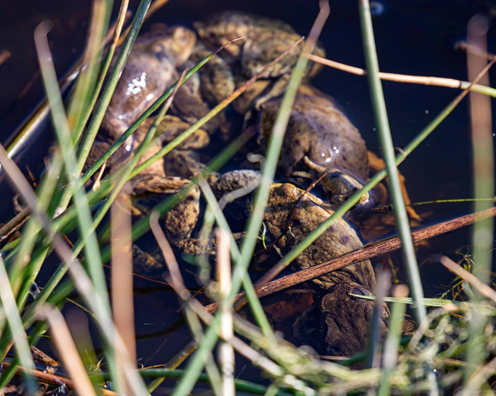 Common Toads mating at Black Devon Wetlands 20 March 2026