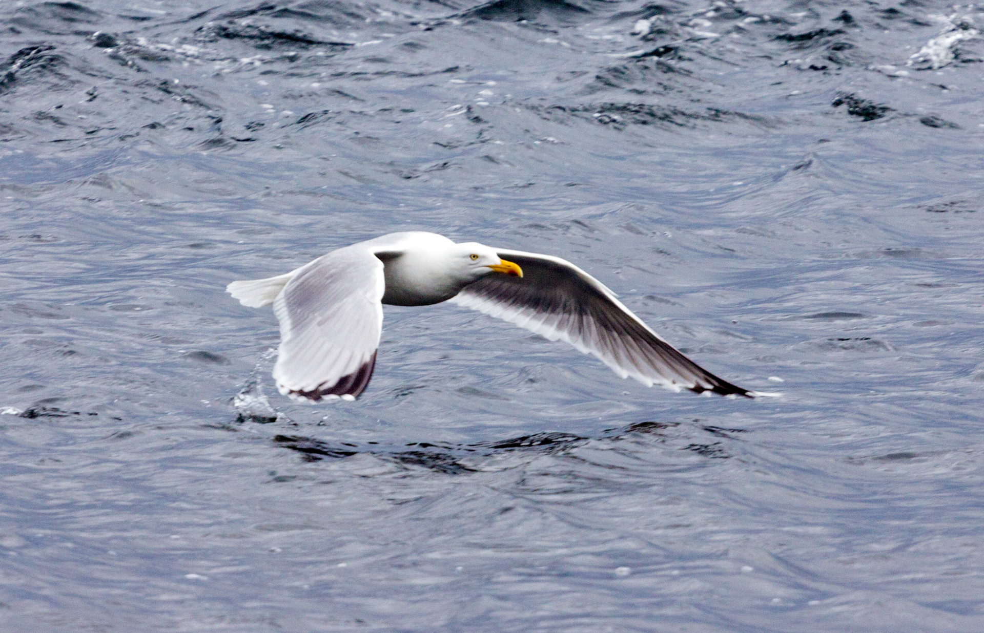 Herring Gull at Chanonry Point
