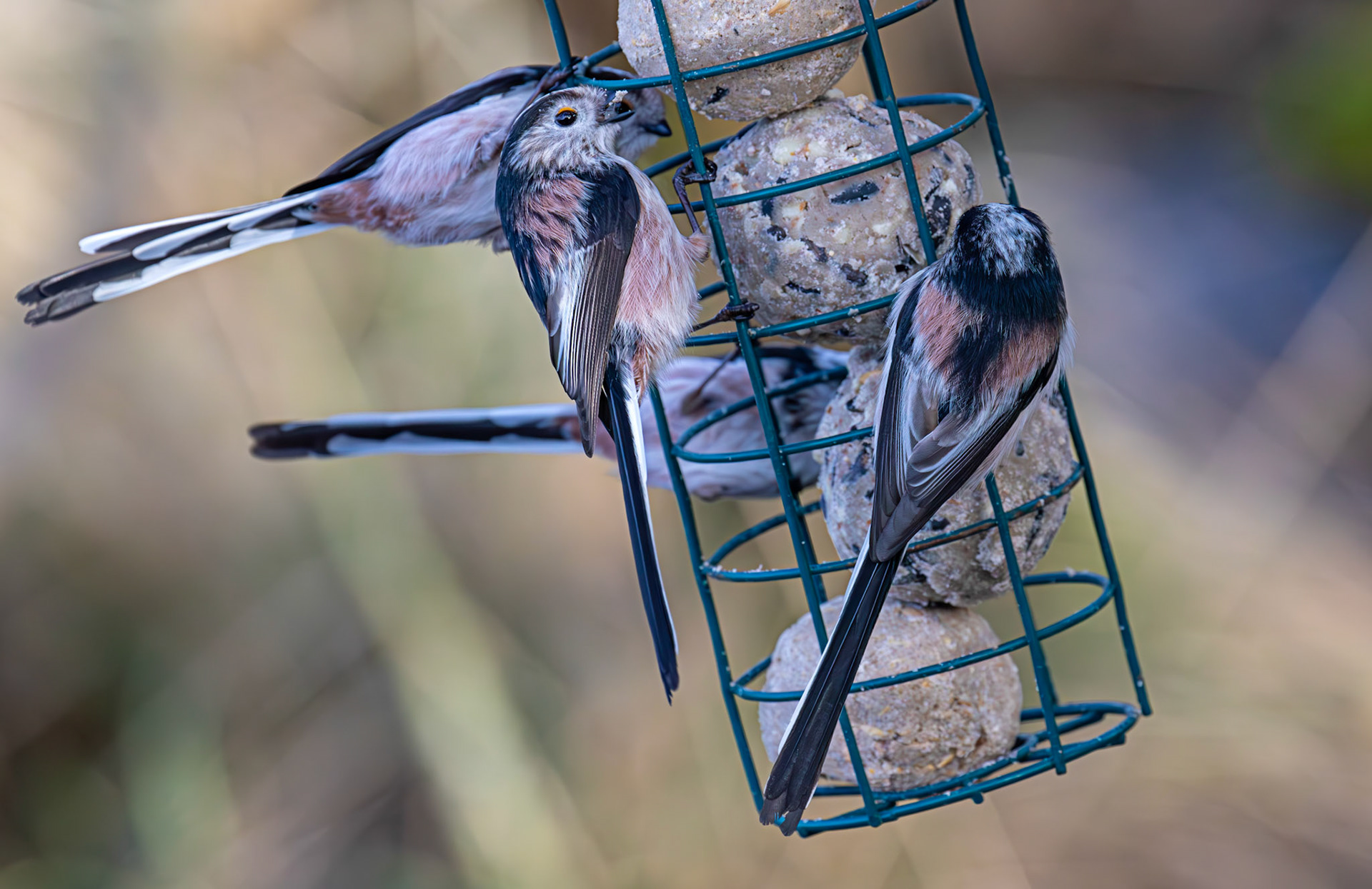 Long Tailed Tit - Bavelaw Marsh 16 January 2026