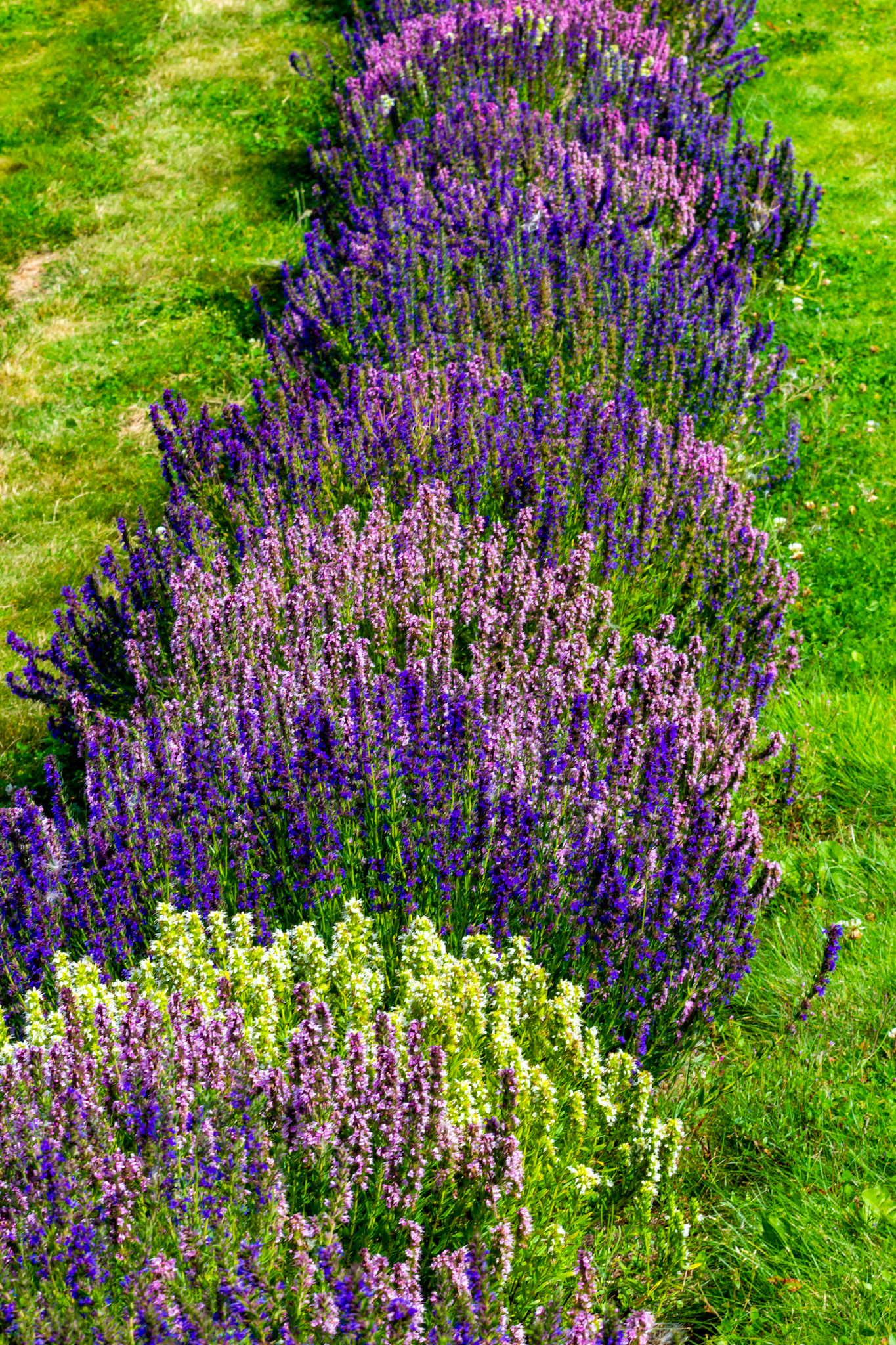 I spent an amazing few hours at Scottish Lavender Oils. They are so dedicated to nature and not to profit!