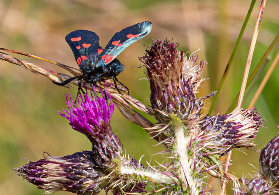 Herperrig Insects 23 July 2024
