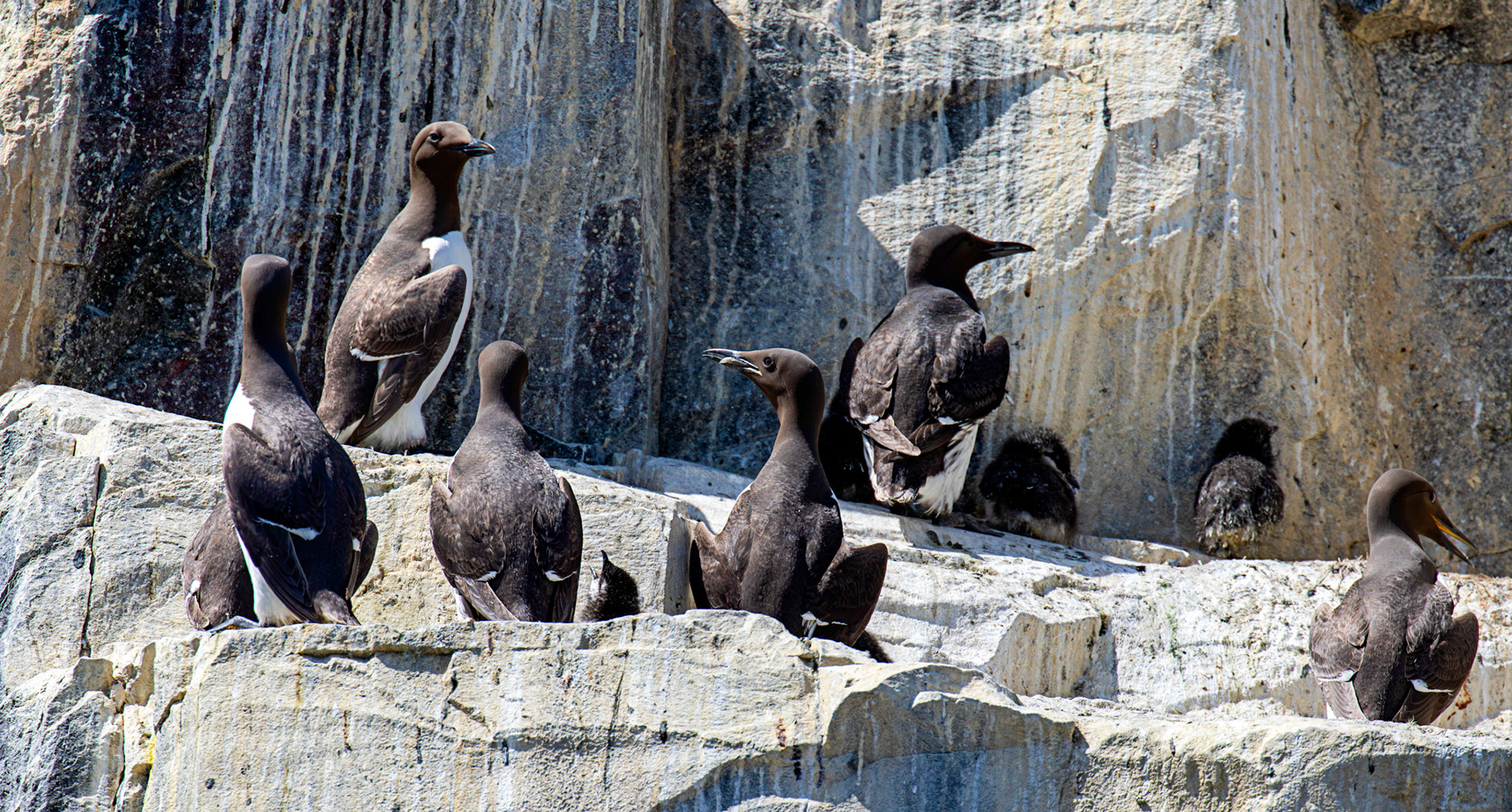 Guillemots - Farne Islands 03 July 2026