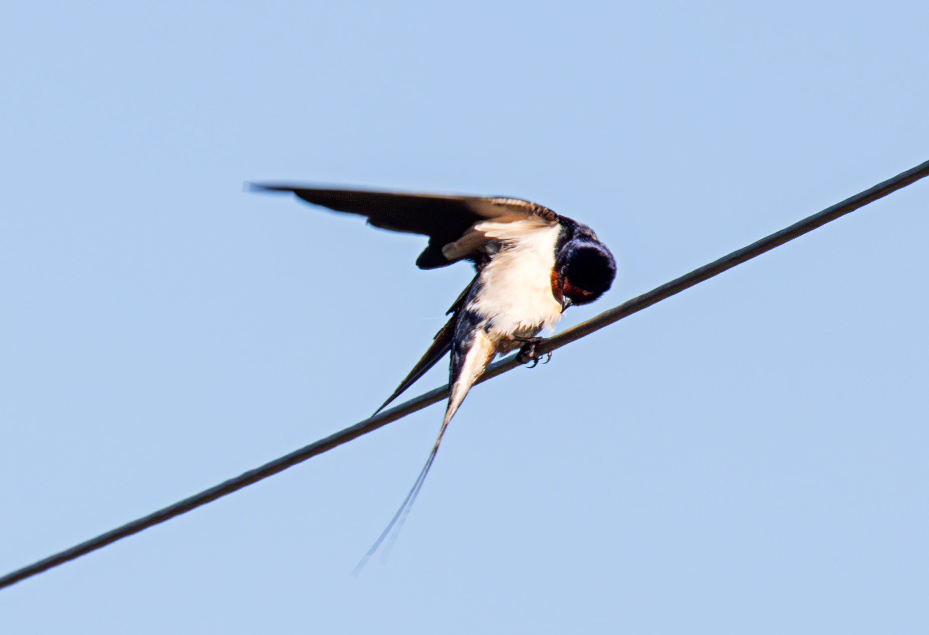Swallow at Harperrig 17 May 2025