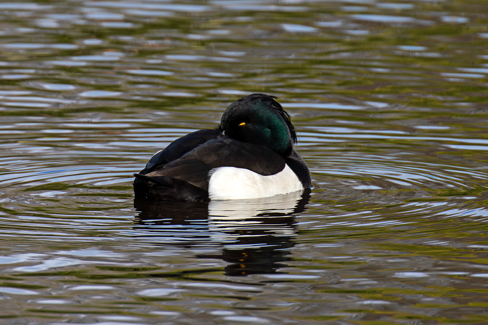 Tufted Duck, Maxwell Park, Glasgow - 24 Feb 2025