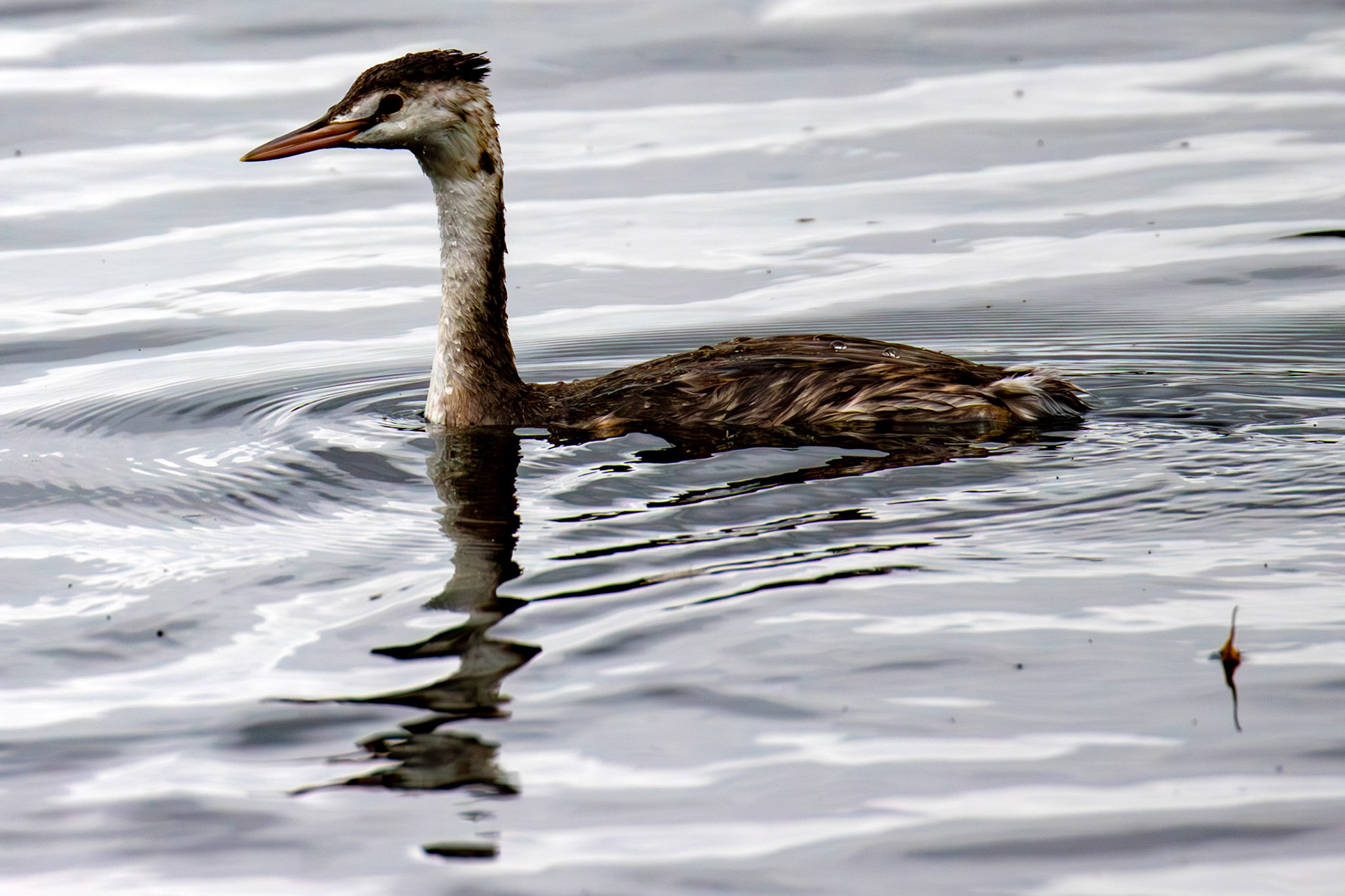 Great Crested Grebe - Hogganfield Loch 09 Sept 2024