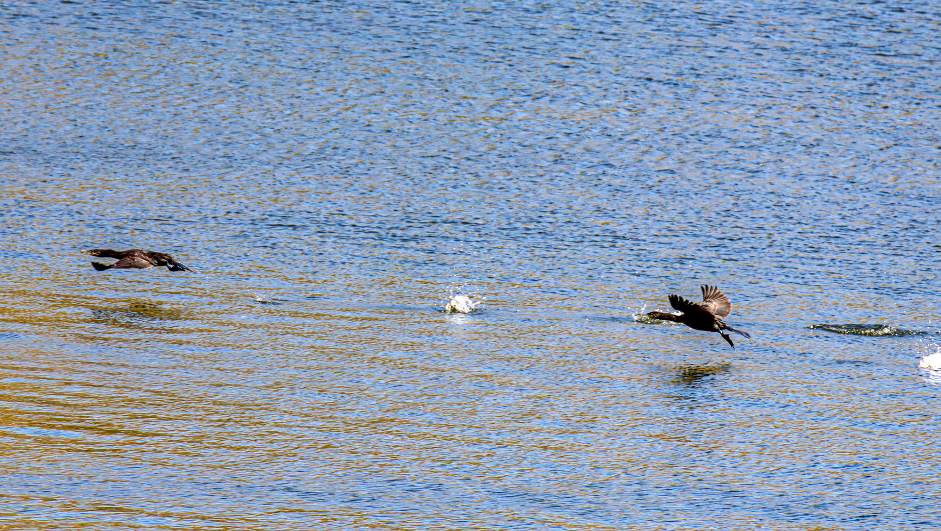 Cormorants - Douro cruise 22 August 2026