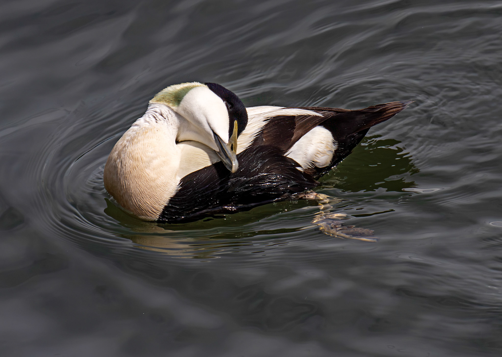 Kirkcaldy Harbour 23 May 2026