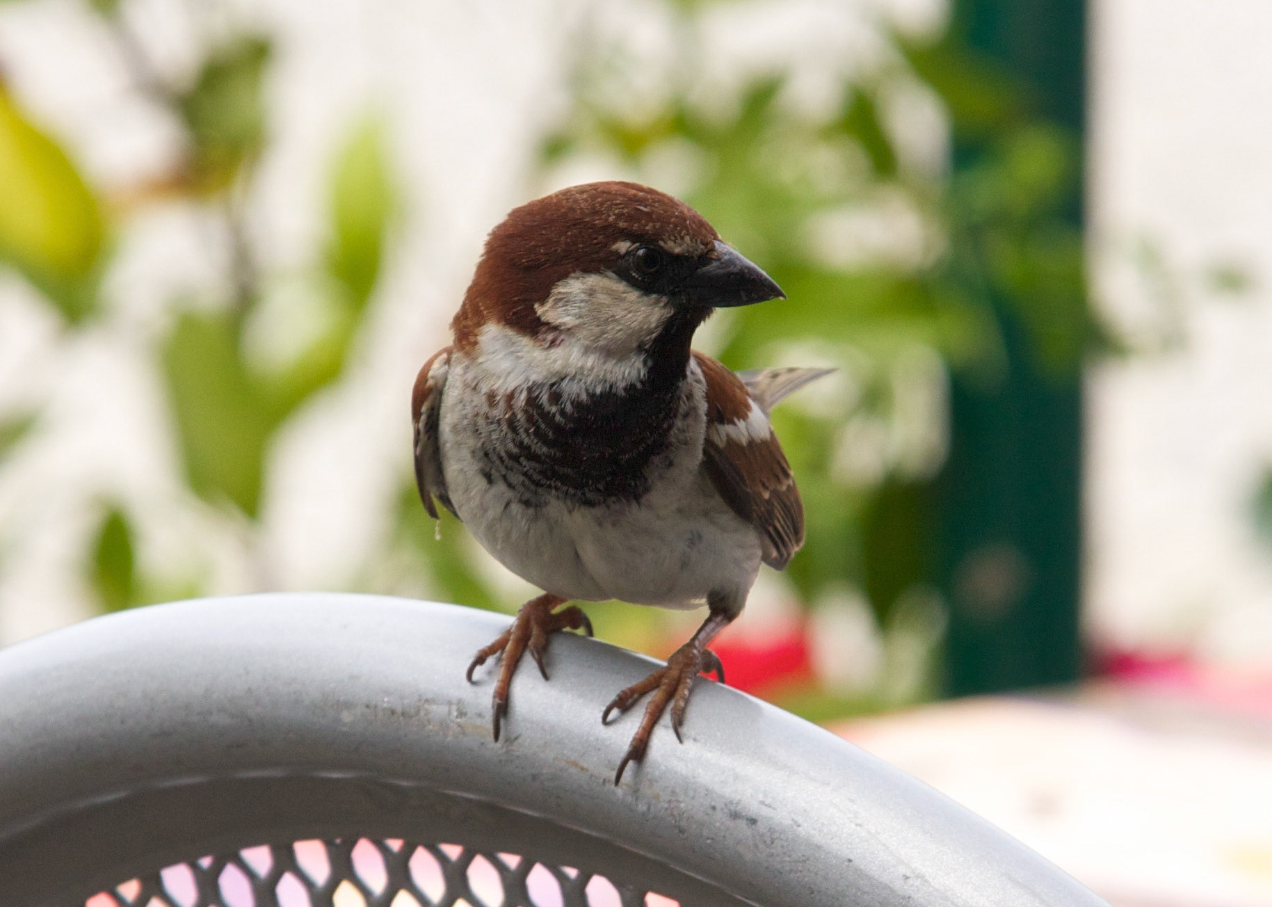 Cafe culture in Italy has a problem - Sparrows. just can't leave anything lying too long!