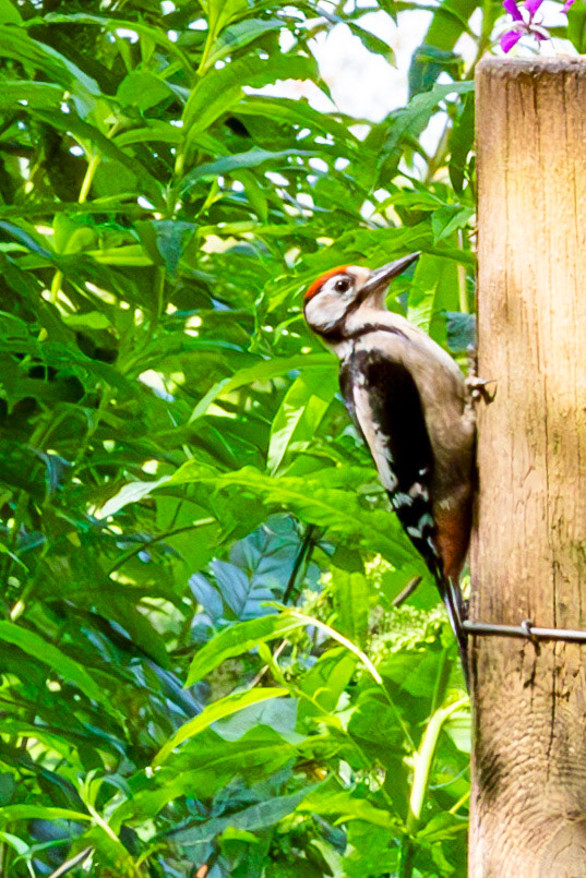 Hermand Birch Wood 31 July 2024