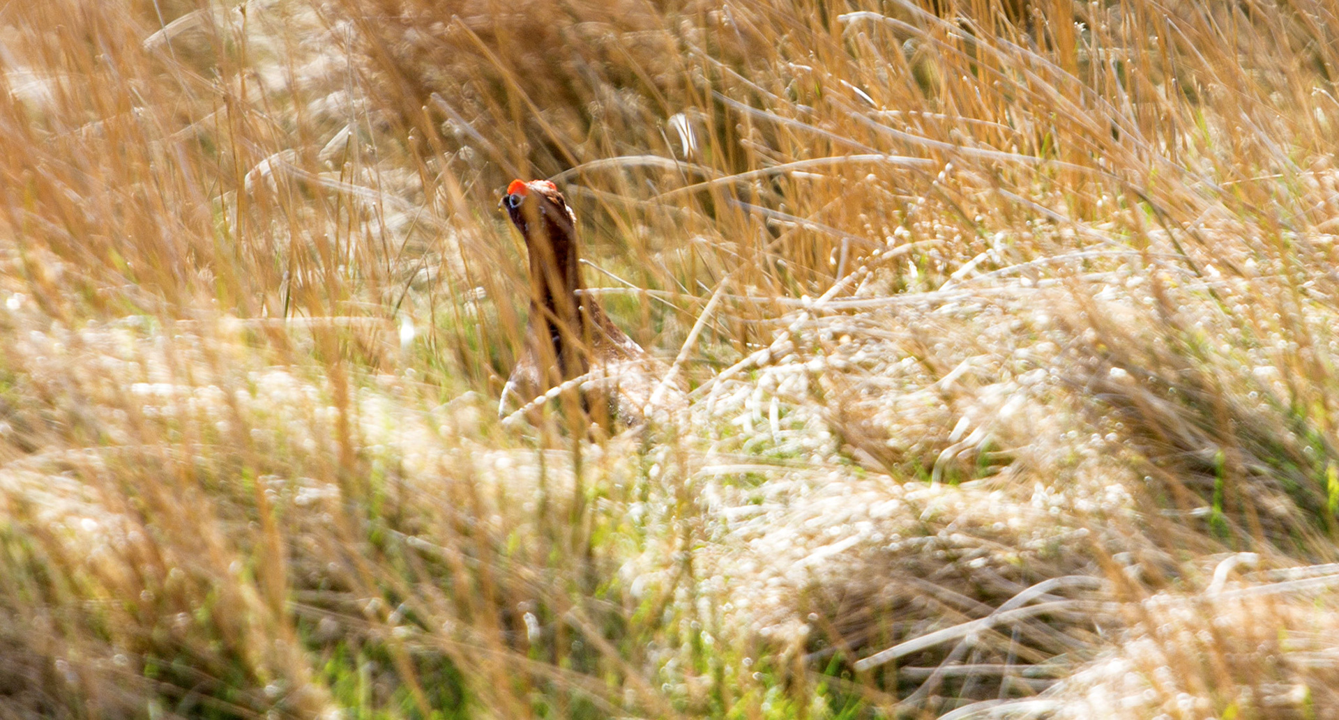 Lammermuir HillsPlease see my other Photographs at: http://www.jamespdeans.co.uk/