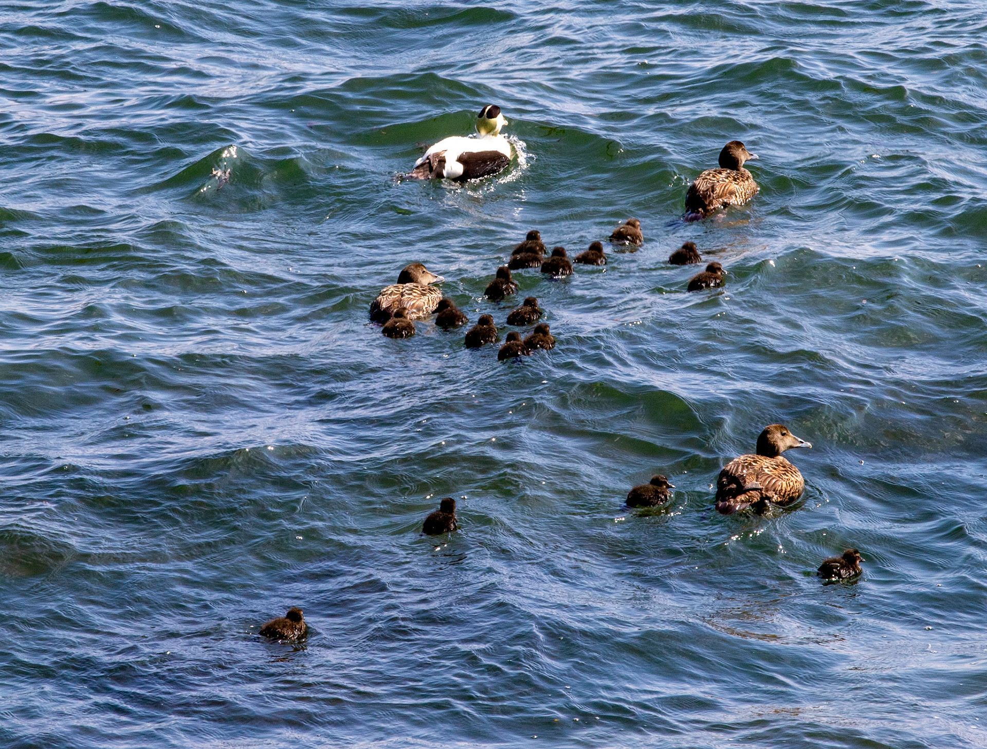 Eider at East Wemyss 25 May 2024
