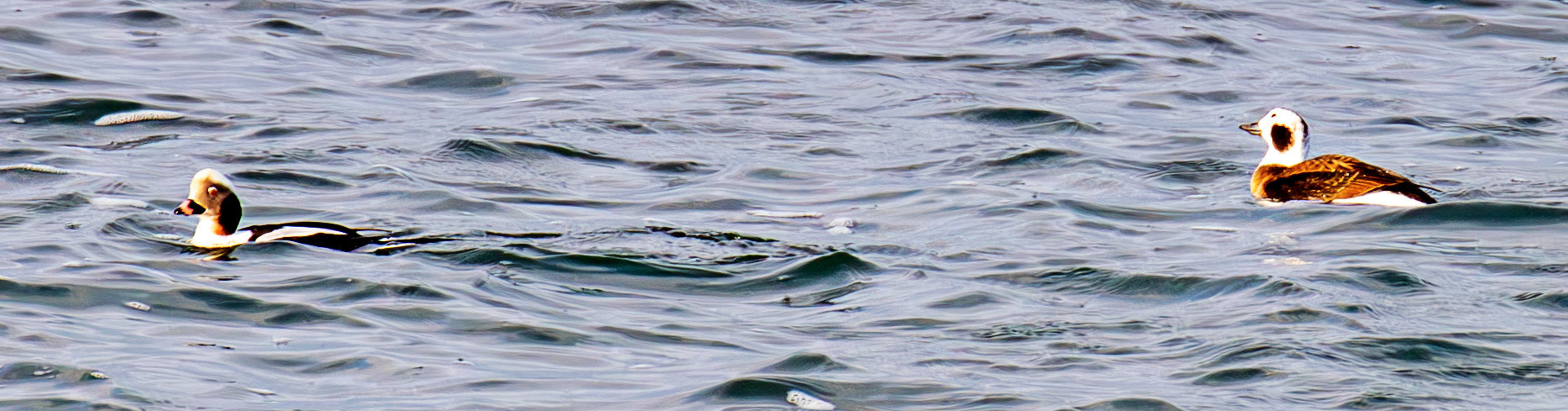 Long-Tailed Ducks at Portessie 05 March 2026