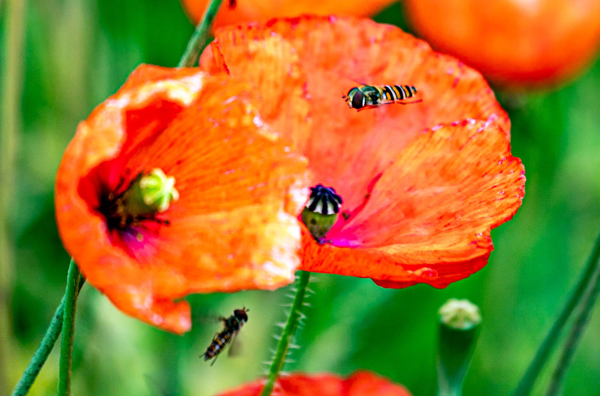 Insects in Kelso 18 July 2023