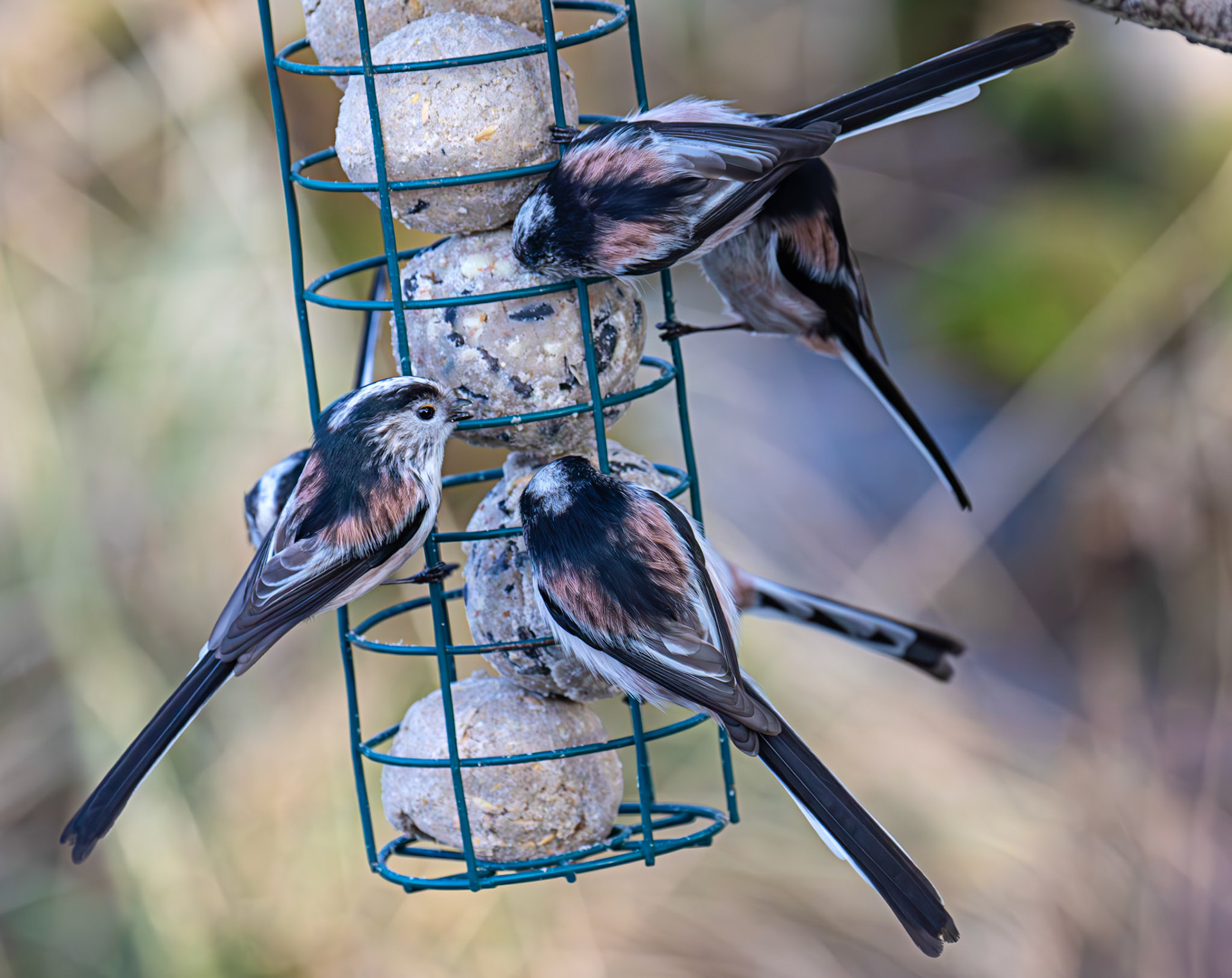 Long Tailed Tit - Bavelaw Marsh 16 January 2026