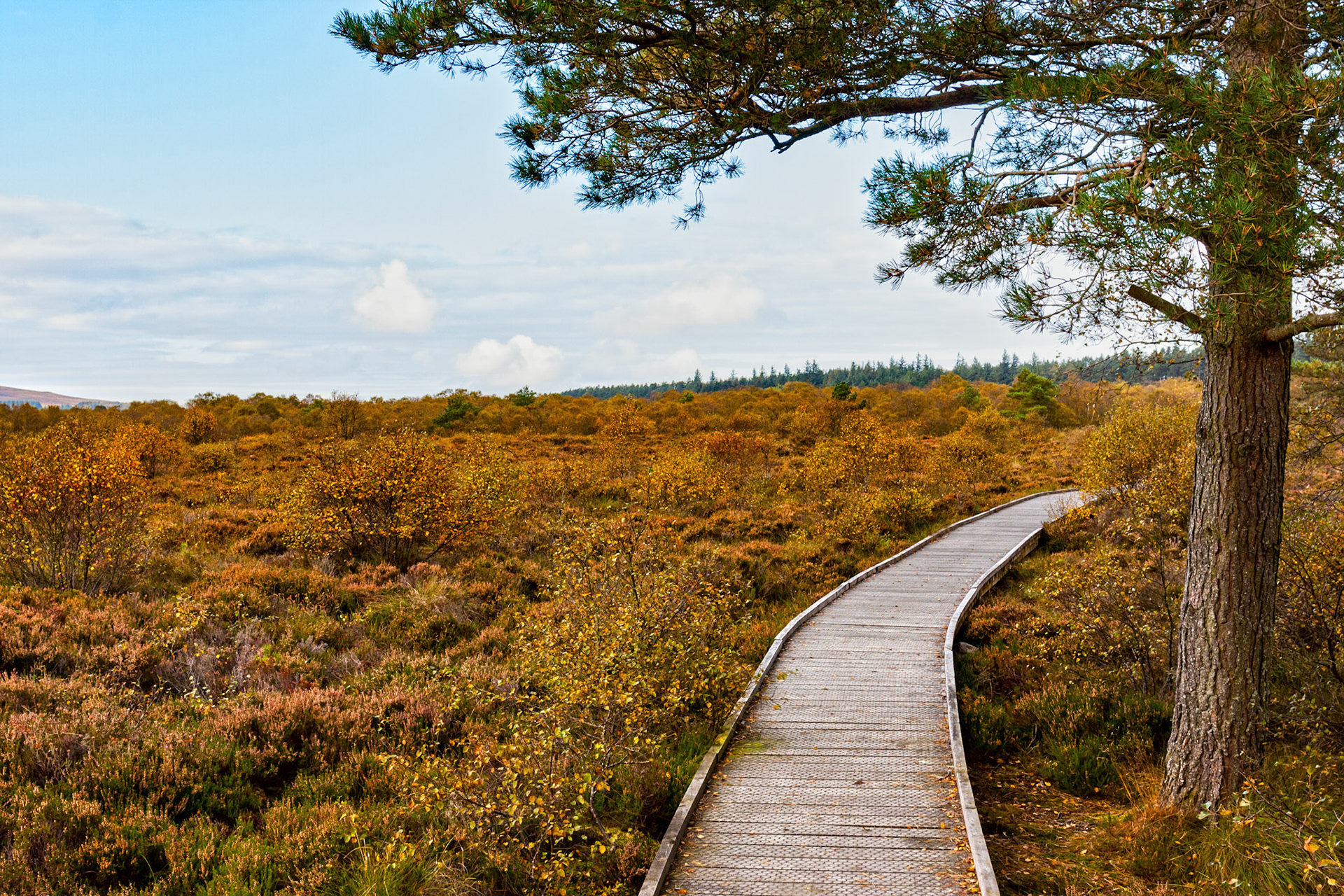 Threipmuir, Edinburgh. Please see my other Photographs at: www.jamespdeans.co.uk