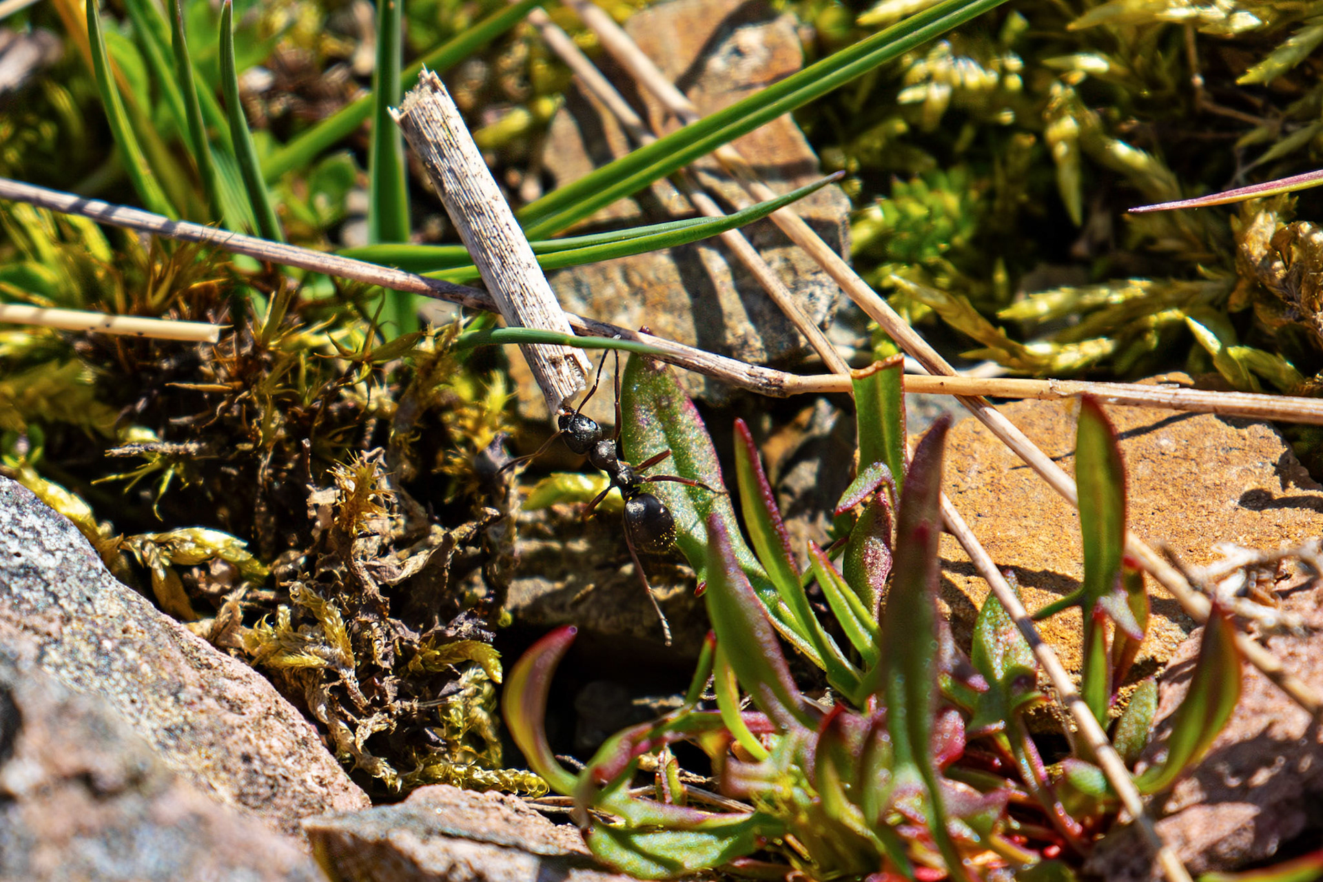 Ant carrying something bigger than itself. Lammermuir Hills at Faseny Bridge.