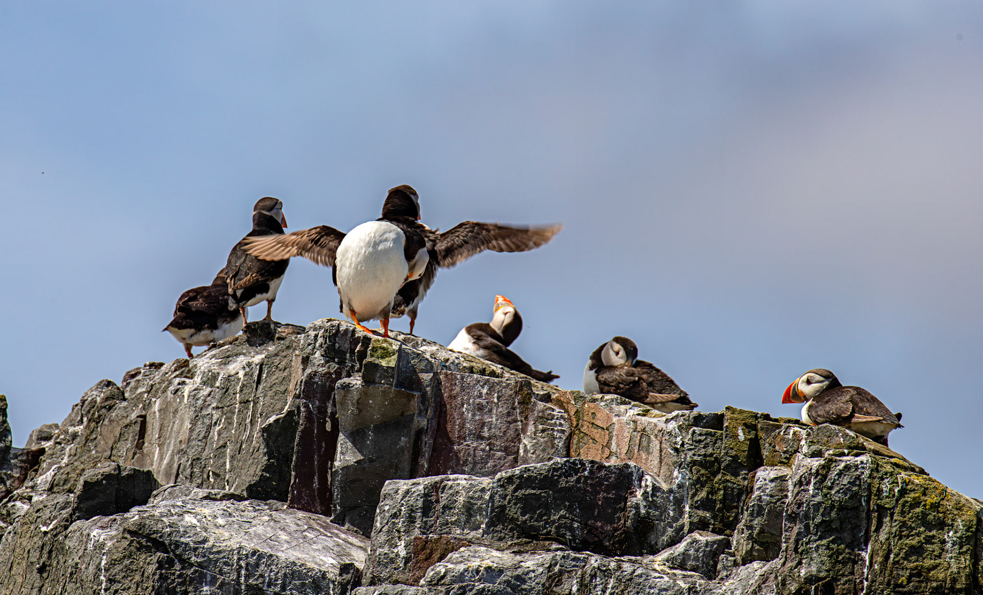 Puffins - Farne Islands 03 July 2026