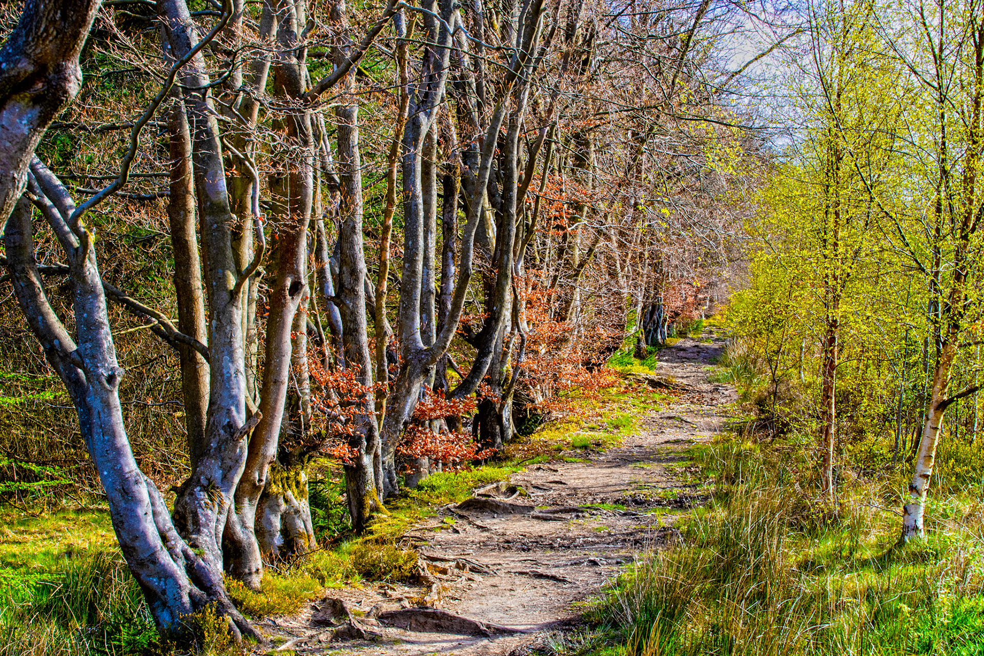 Selm Muir 26 April 2024