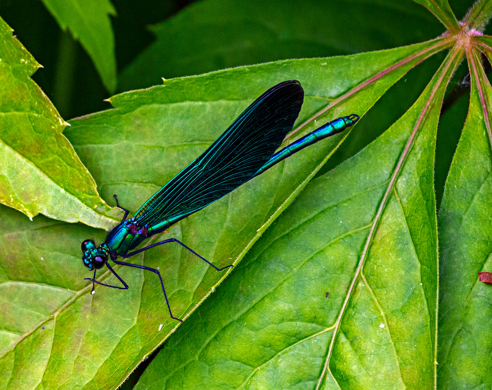 Bossington 23 June 2023