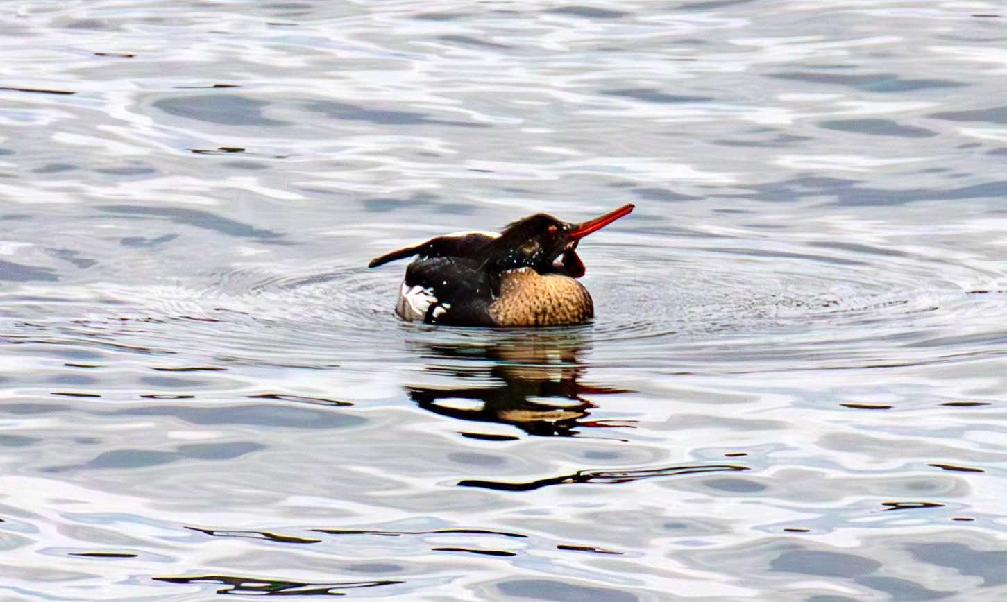 Red Breasted Merganser - Gourock 26 March 2025