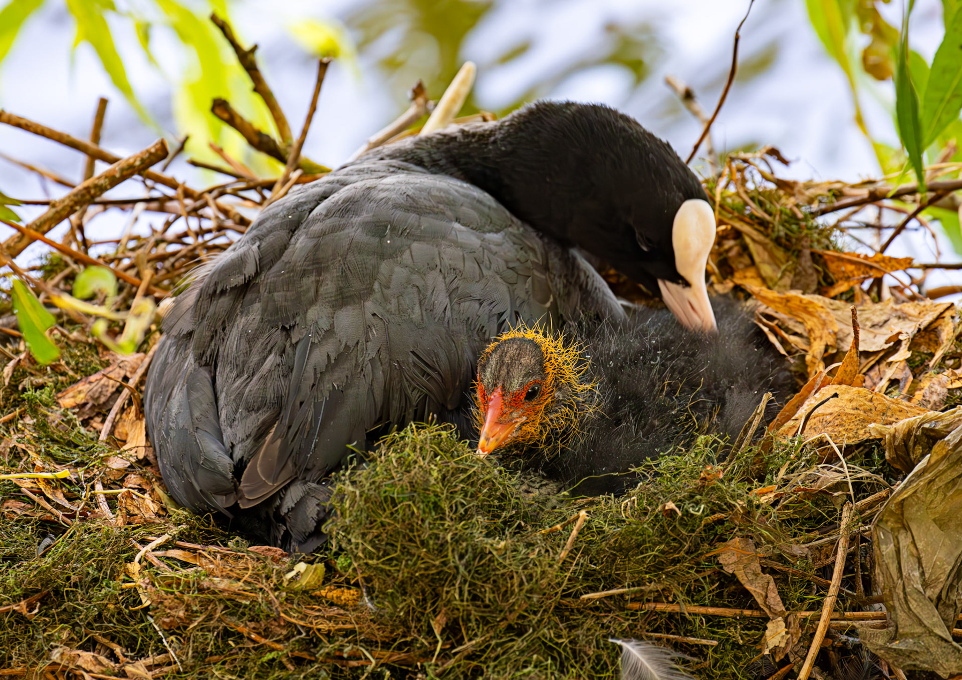 Linlithgow 02 August 2025