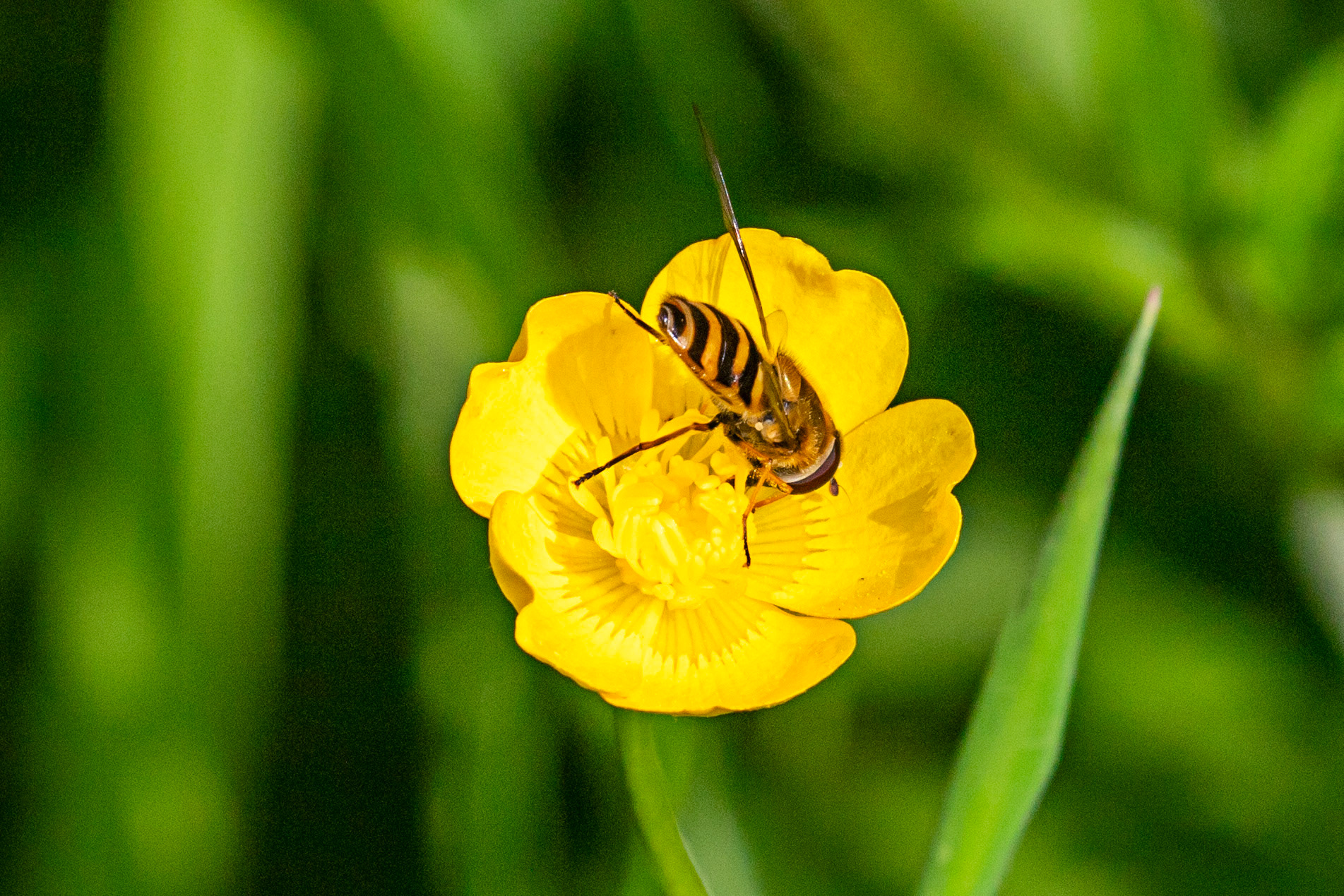 Bavelaw 22 June 2025