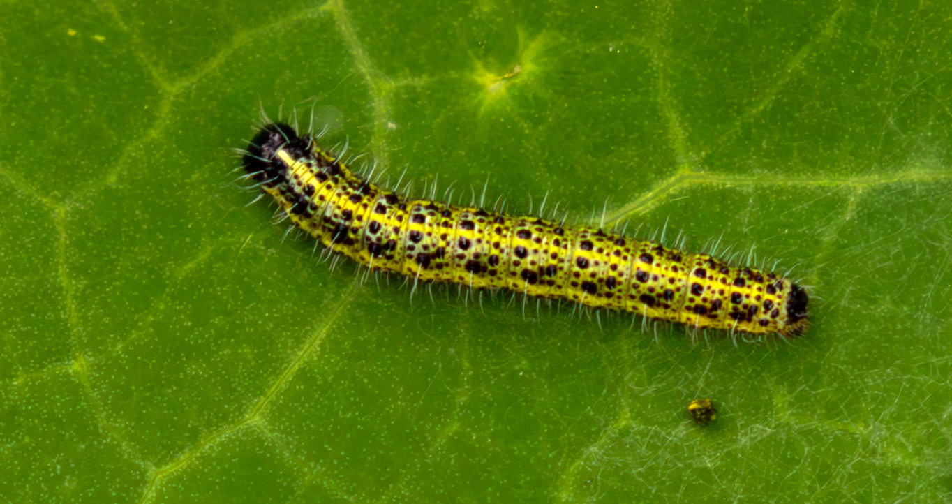 Large White Caterpillars - Livingston 28 July 2025