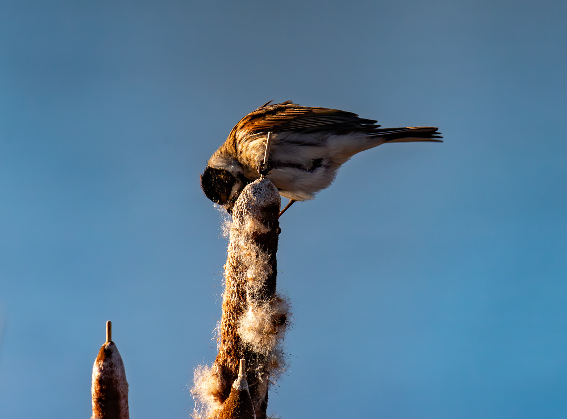 Reed Bunting on Reeds at Letham Pools 08 January 2025