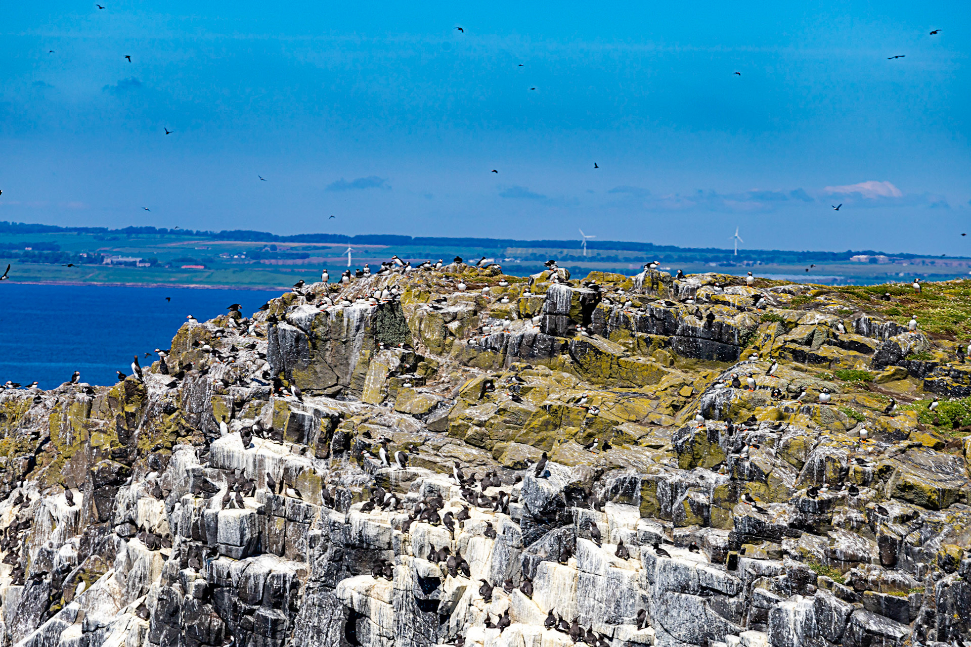 Puffin - Isle of May - 04 June 2022