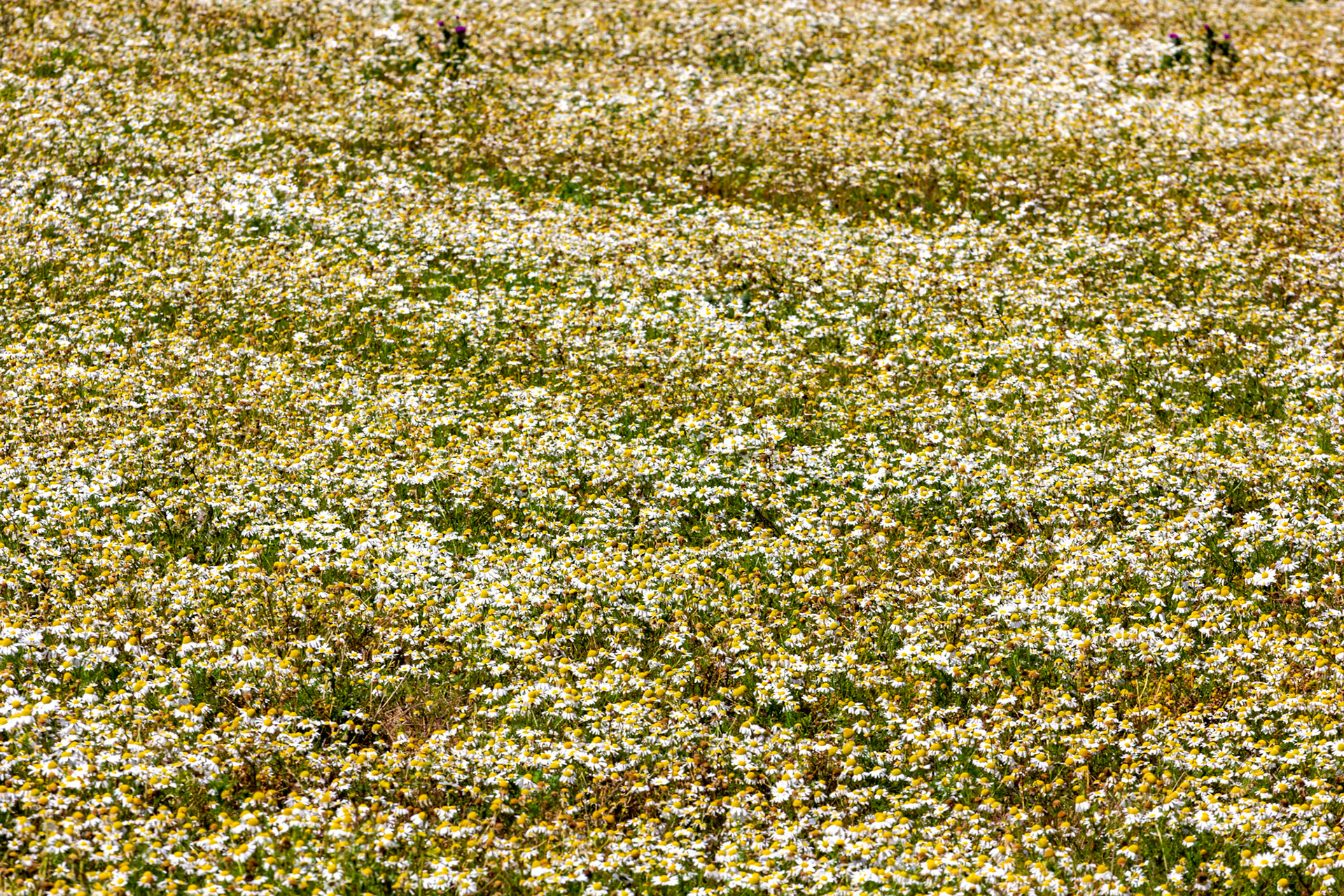 I spent an amazing few hours at Scottish Lavender Oils. They are so dedicated to nature and not to profit!