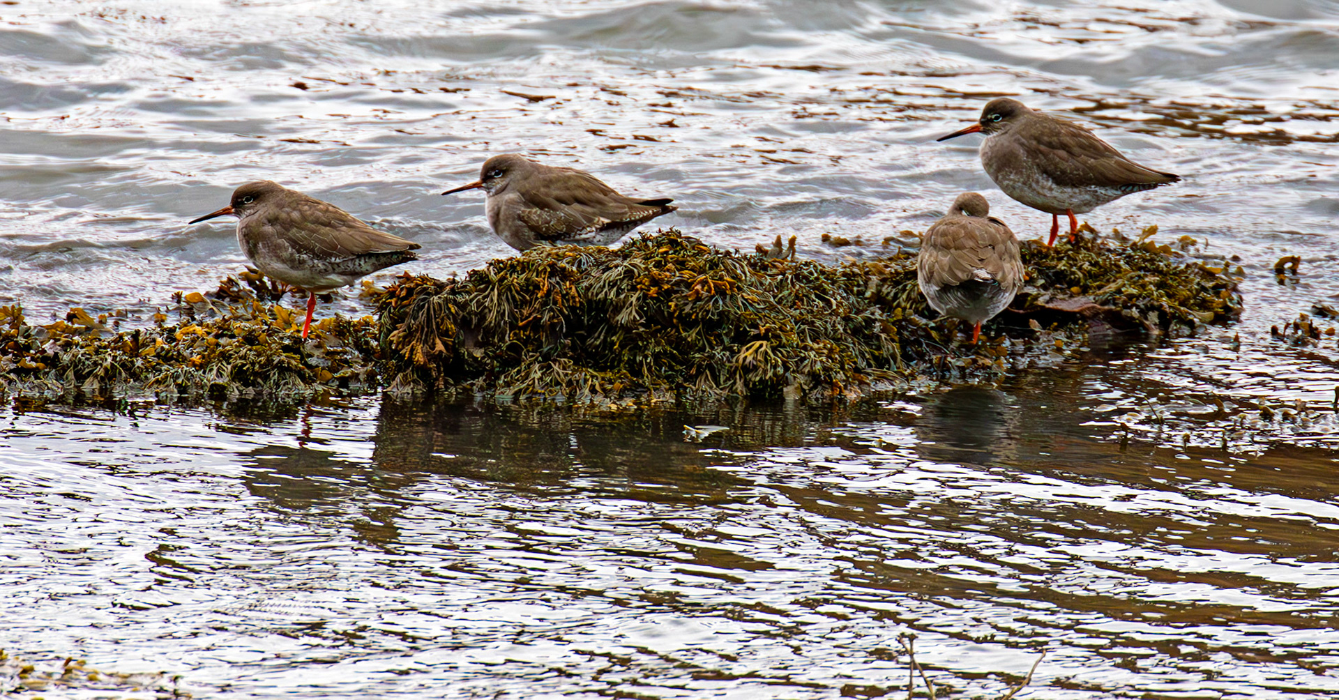 Common Redshank. Birthwatching at South Queensferry 18 October 2024