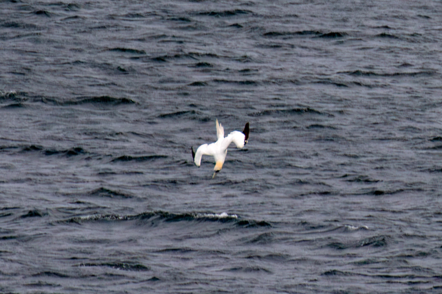 Northern Gannet diving - Tantallon Castle 04 July 2026