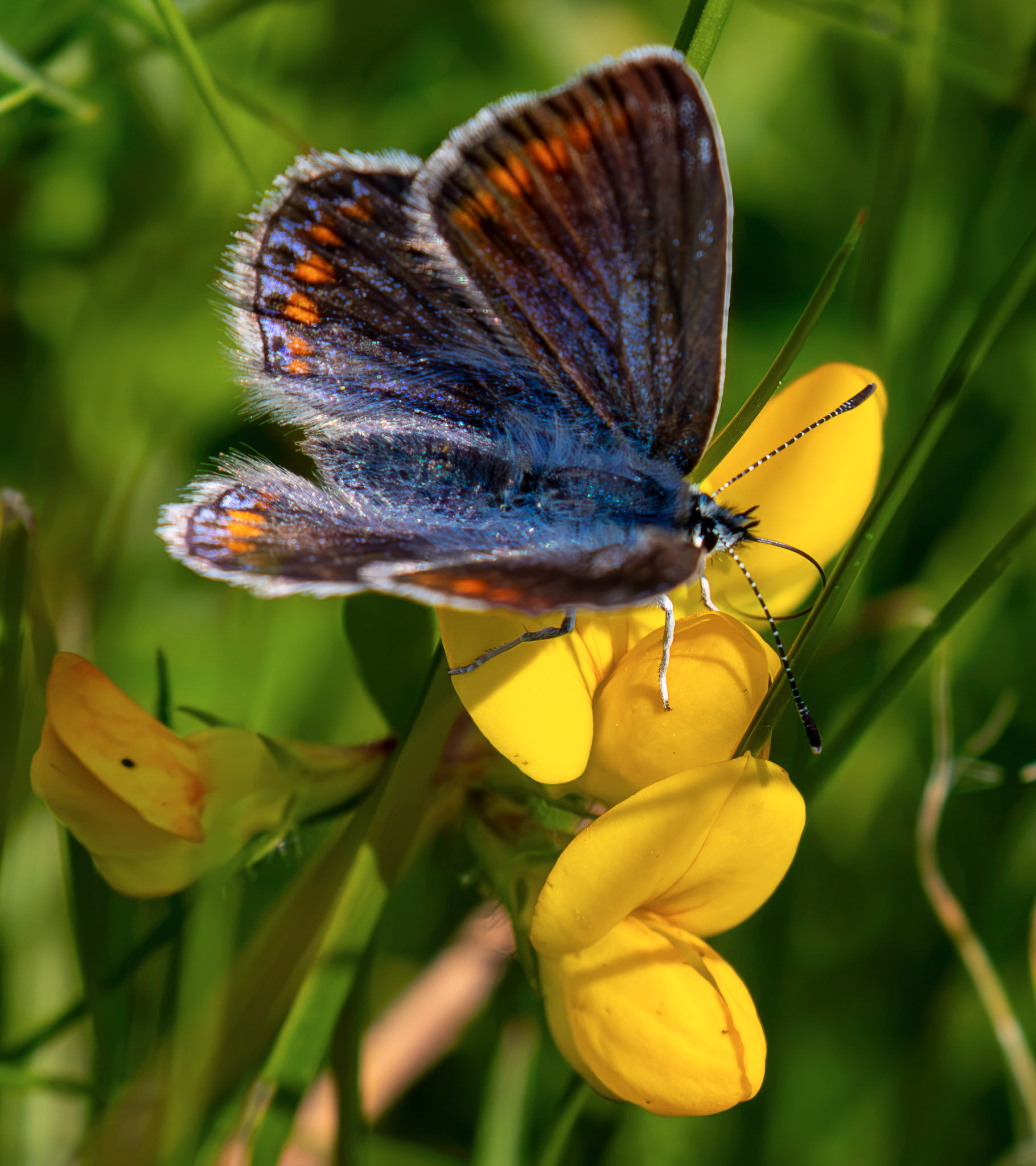 Female Common Blue - Harperrig Reservoir 17 July 2026