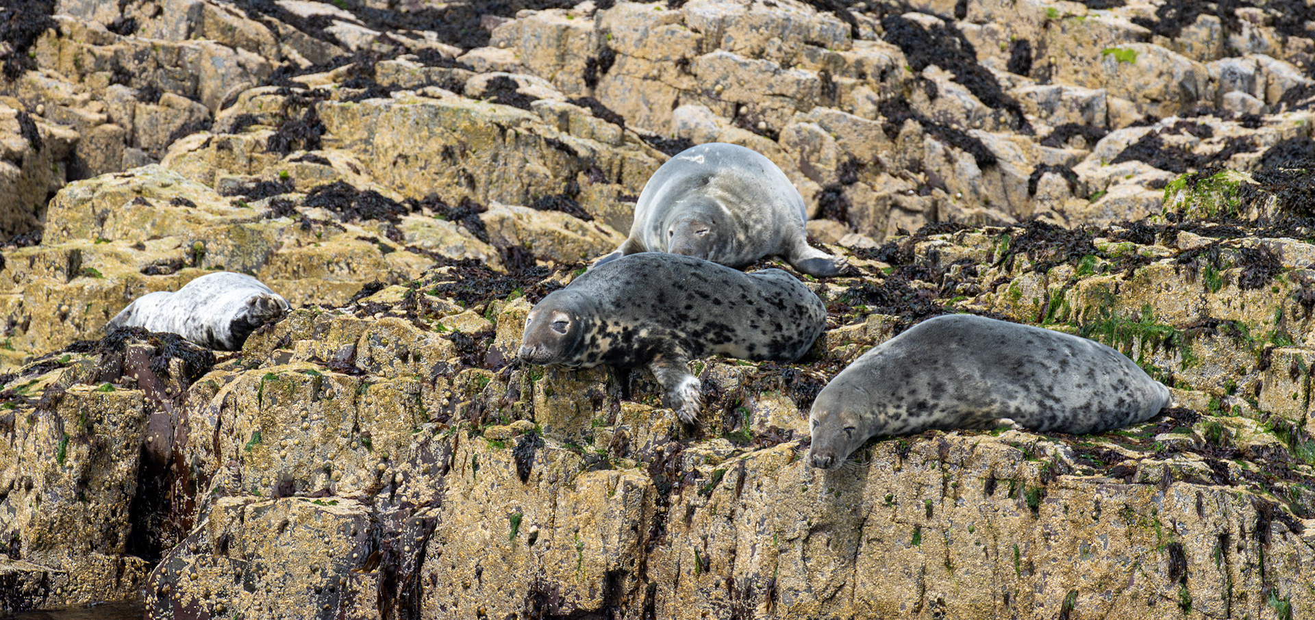 Grey Seals - Farne Islands 03 July 2026