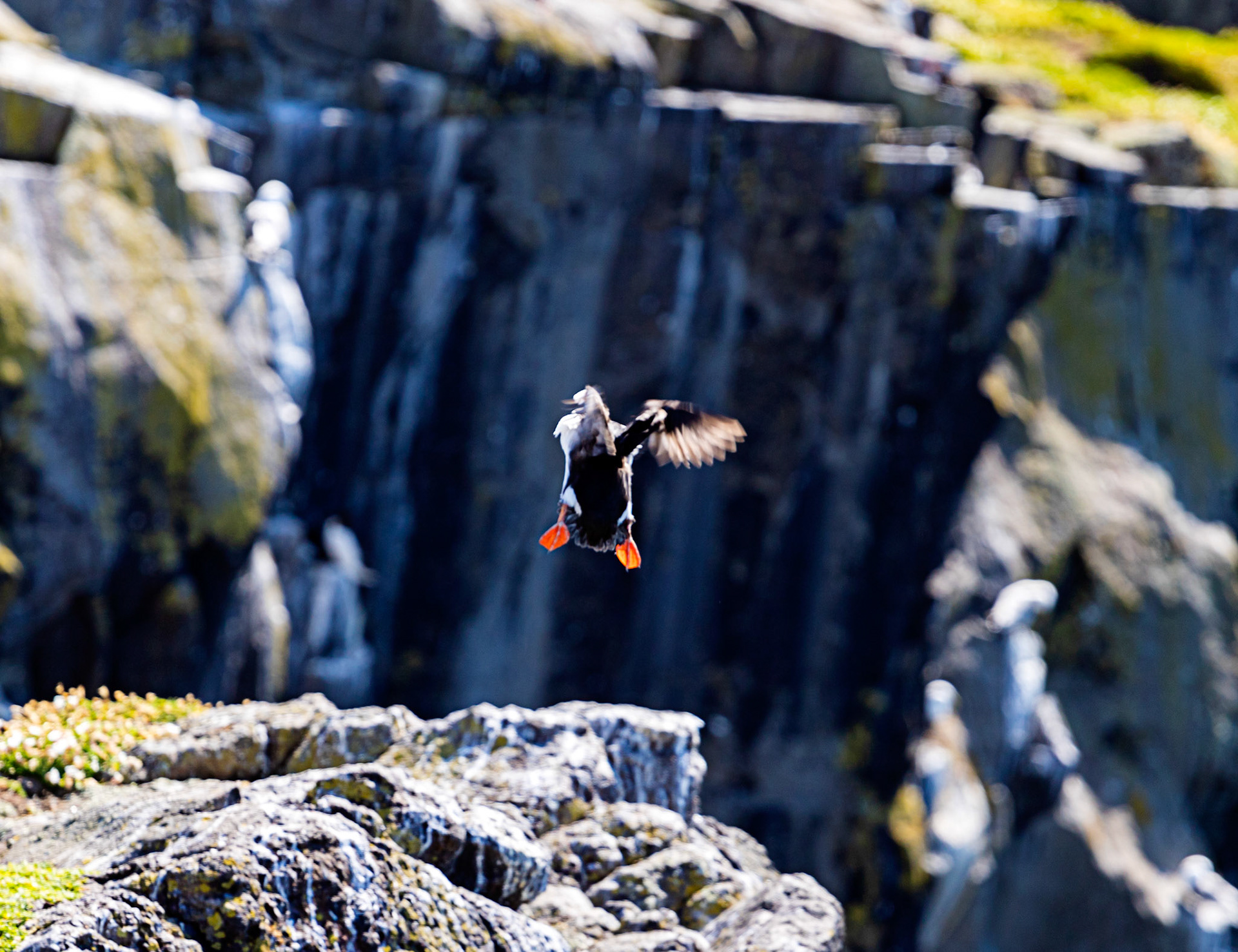 Puffin - Isle of May - 04 June 2022