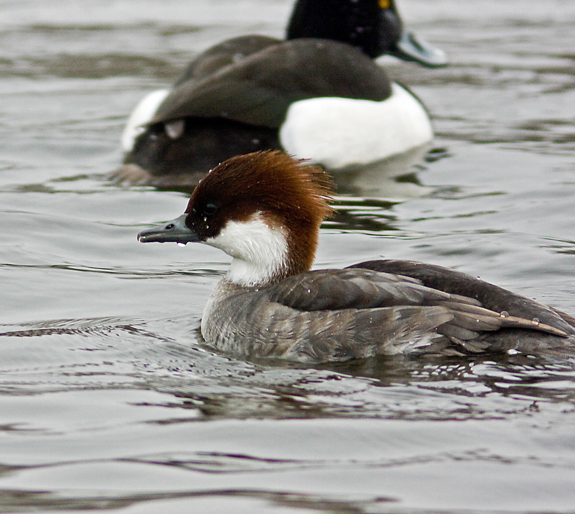 There's a smew on Linlithgow Loch most winters.