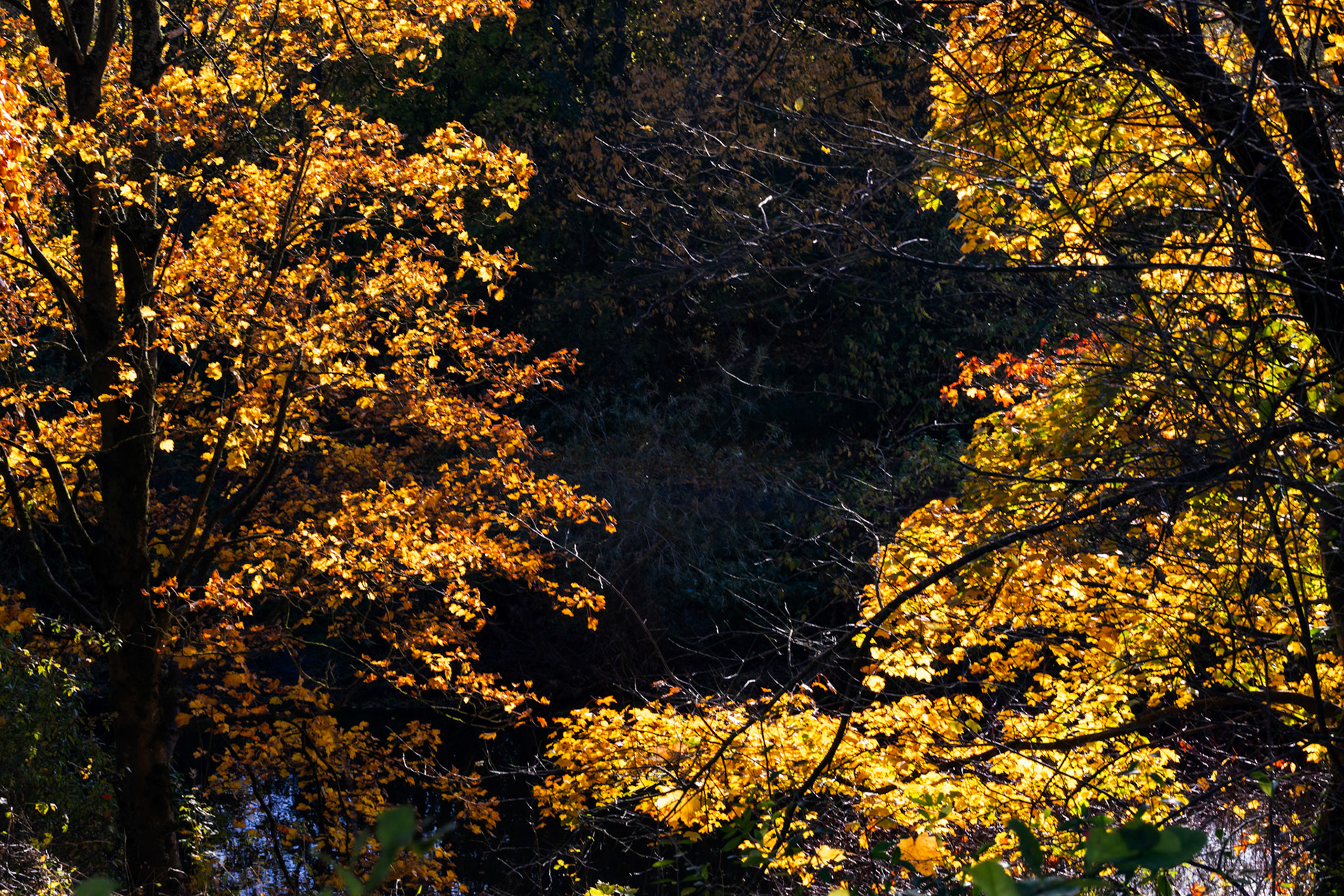 Livingston 06 November 2023