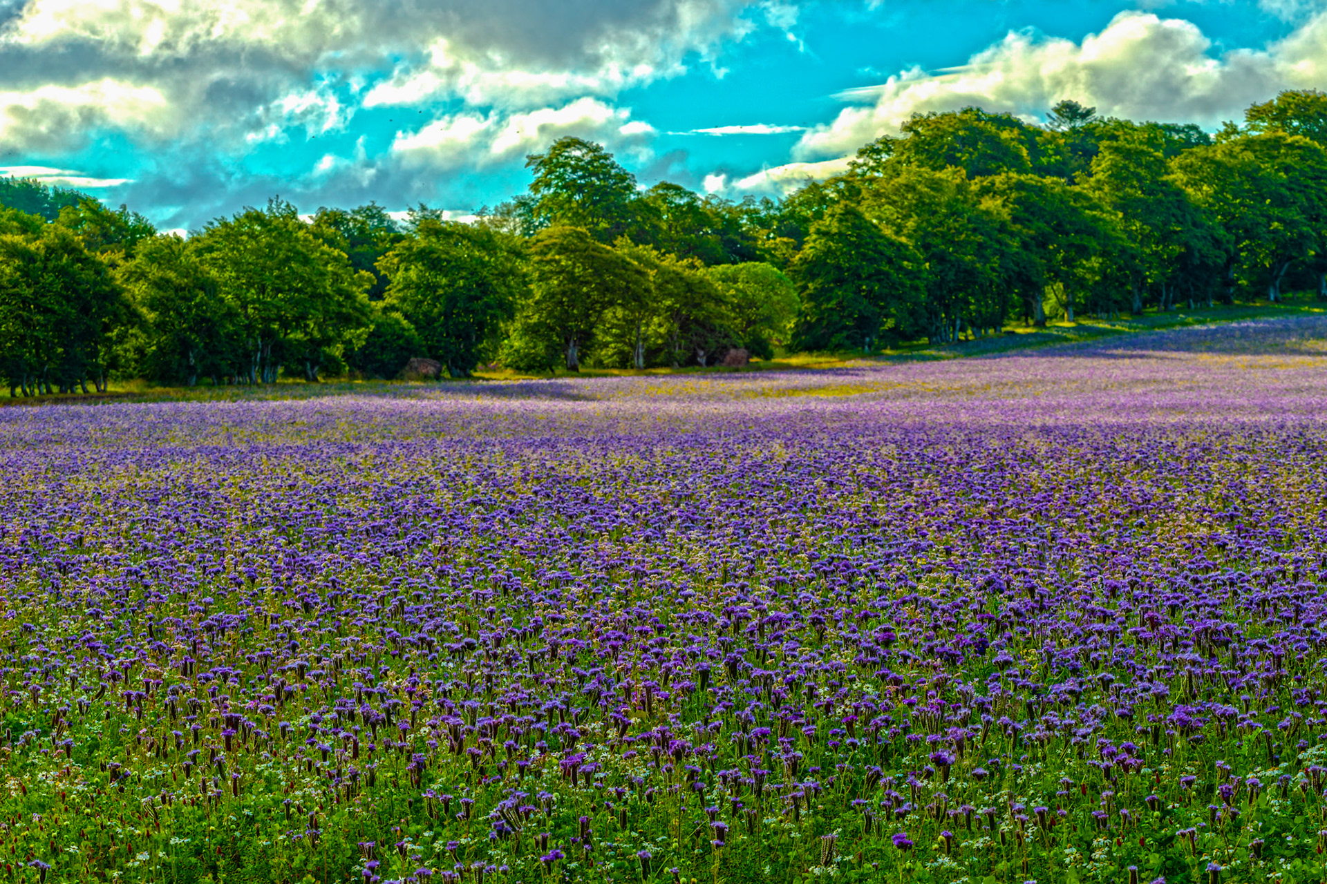 Crops in field at Whiteburn 17 July 2023