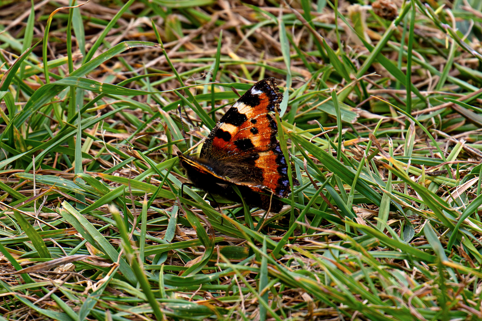 Painted Lady - Tantallon Castle 04 July 2026
