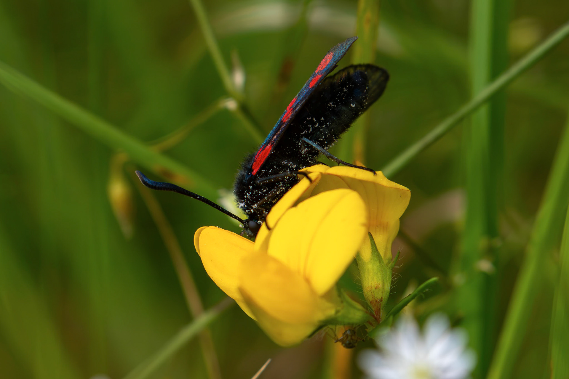 Six-spot burnet moth (Zygaena filipendulae) - Harperrig 14 July 2026
