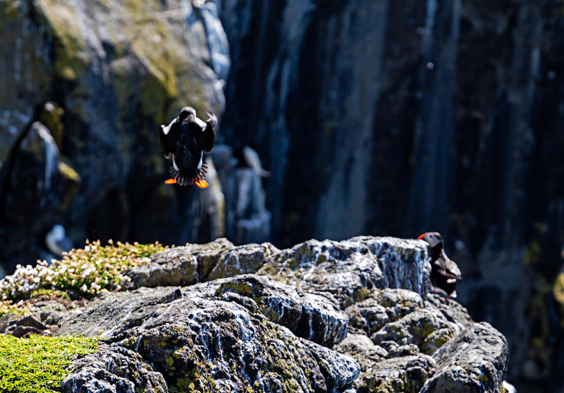 Puffin - Isle of May - 04 June 2022